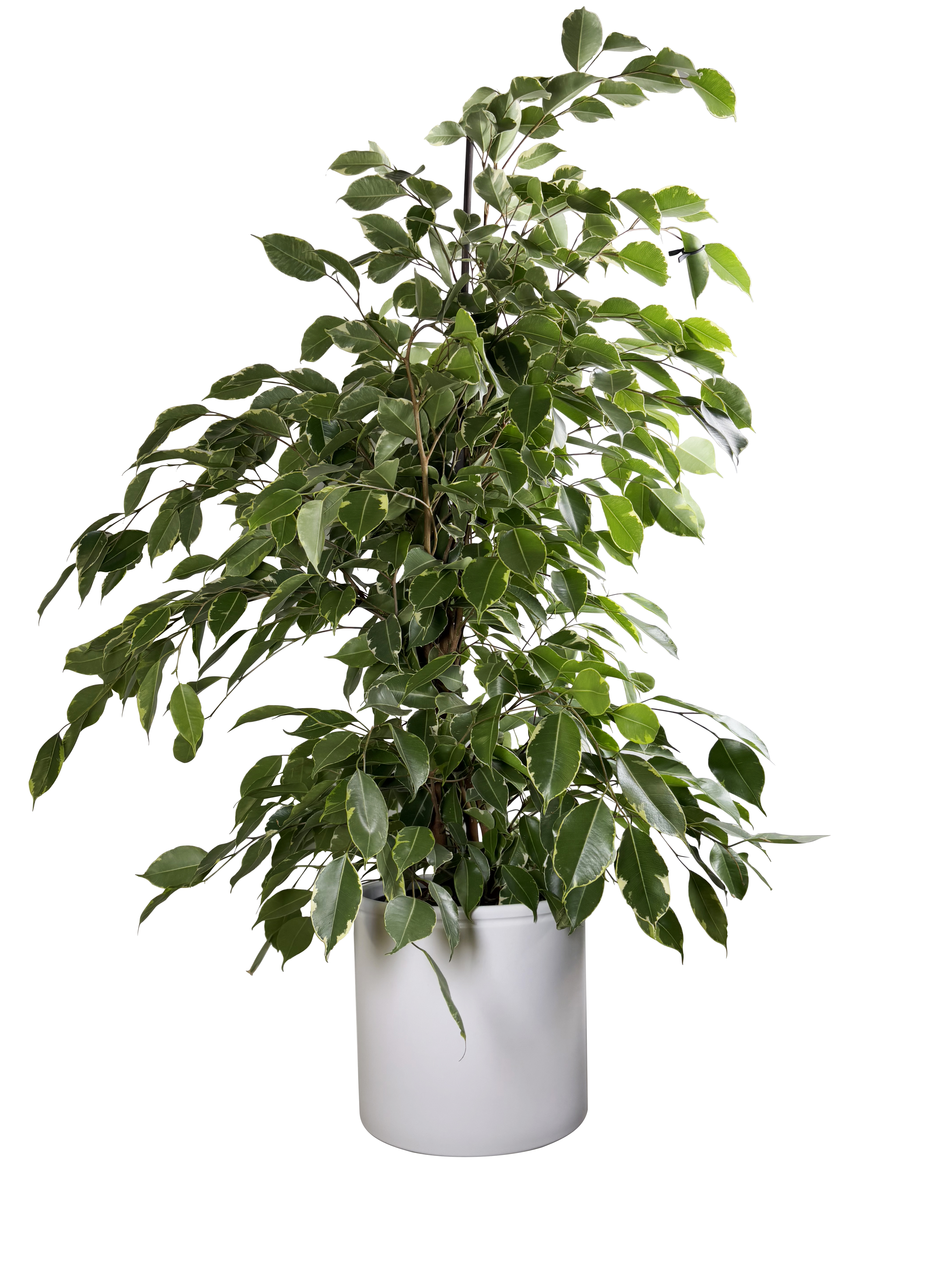 Benjaminfikus 'Golden King'