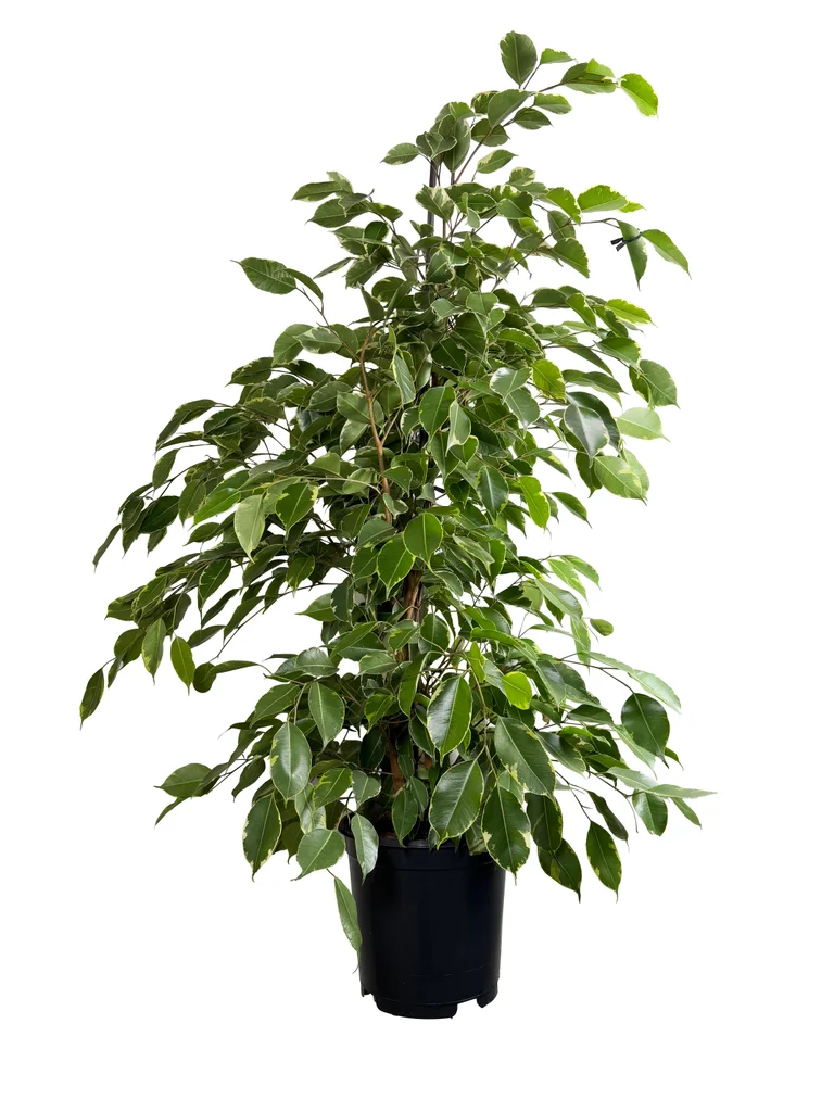 Benjaminfikus Golden King