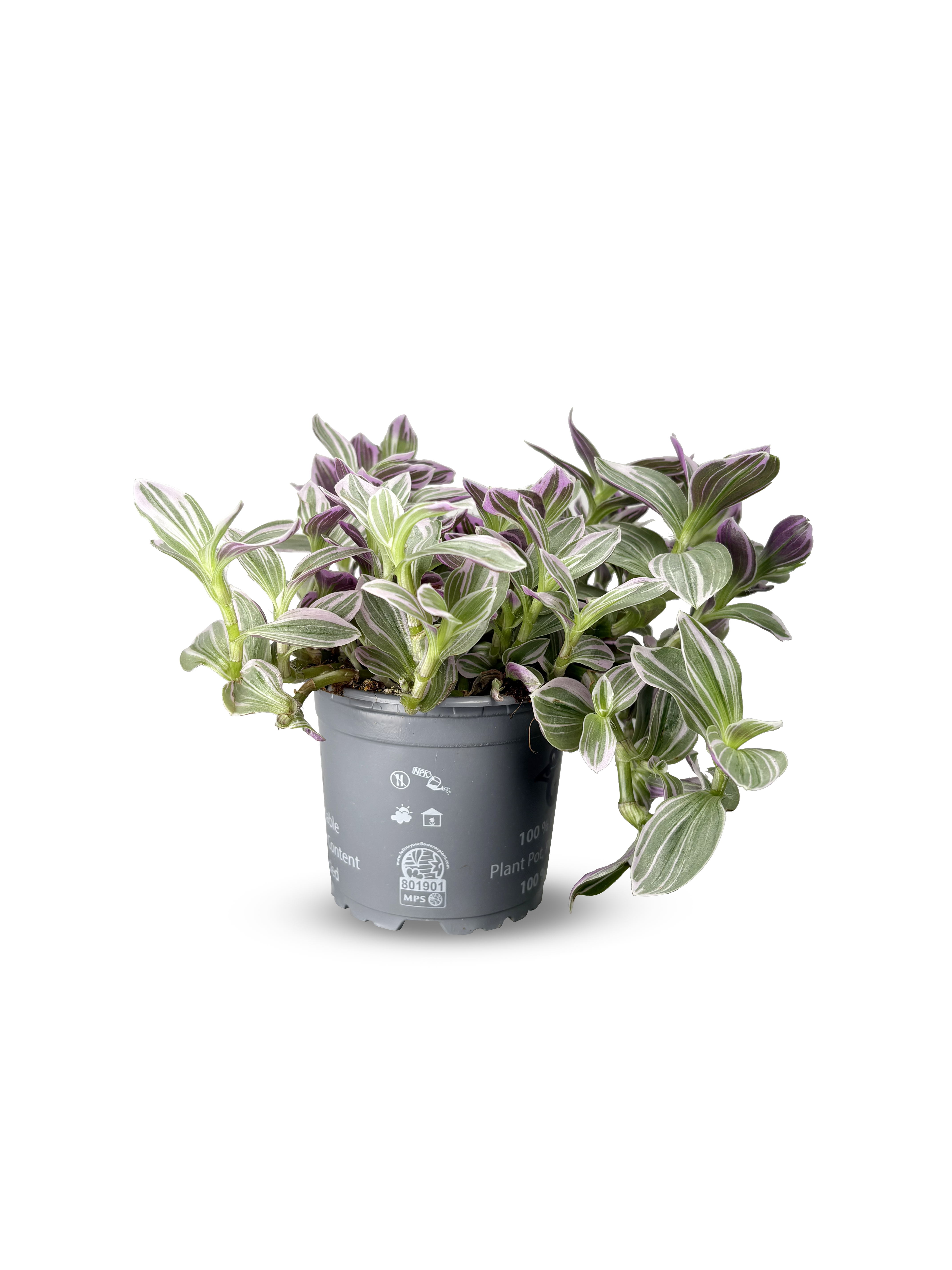 Tradescantia 'Rosa Sunset'