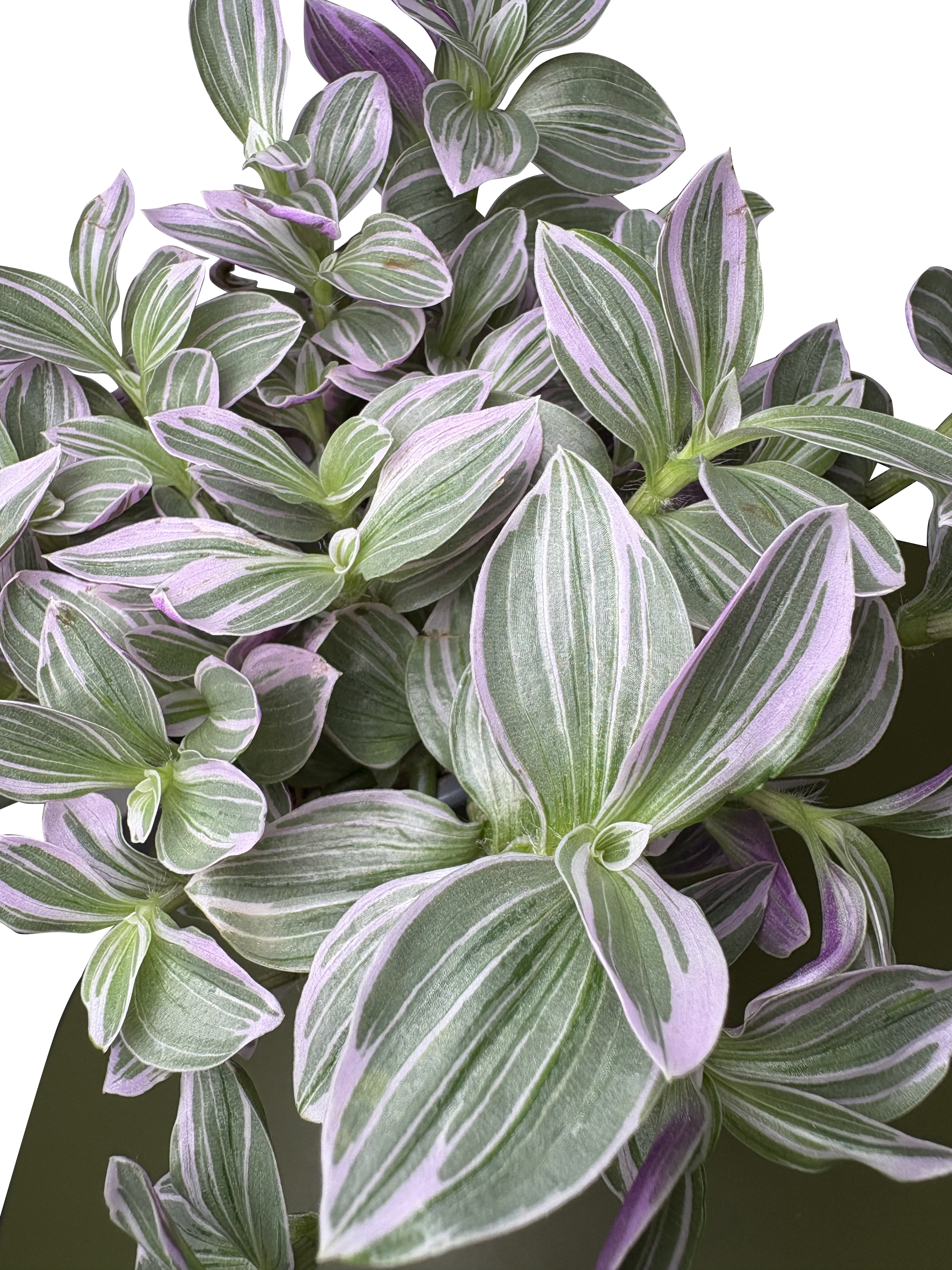 Tradescantia 'Rosa Sunset'