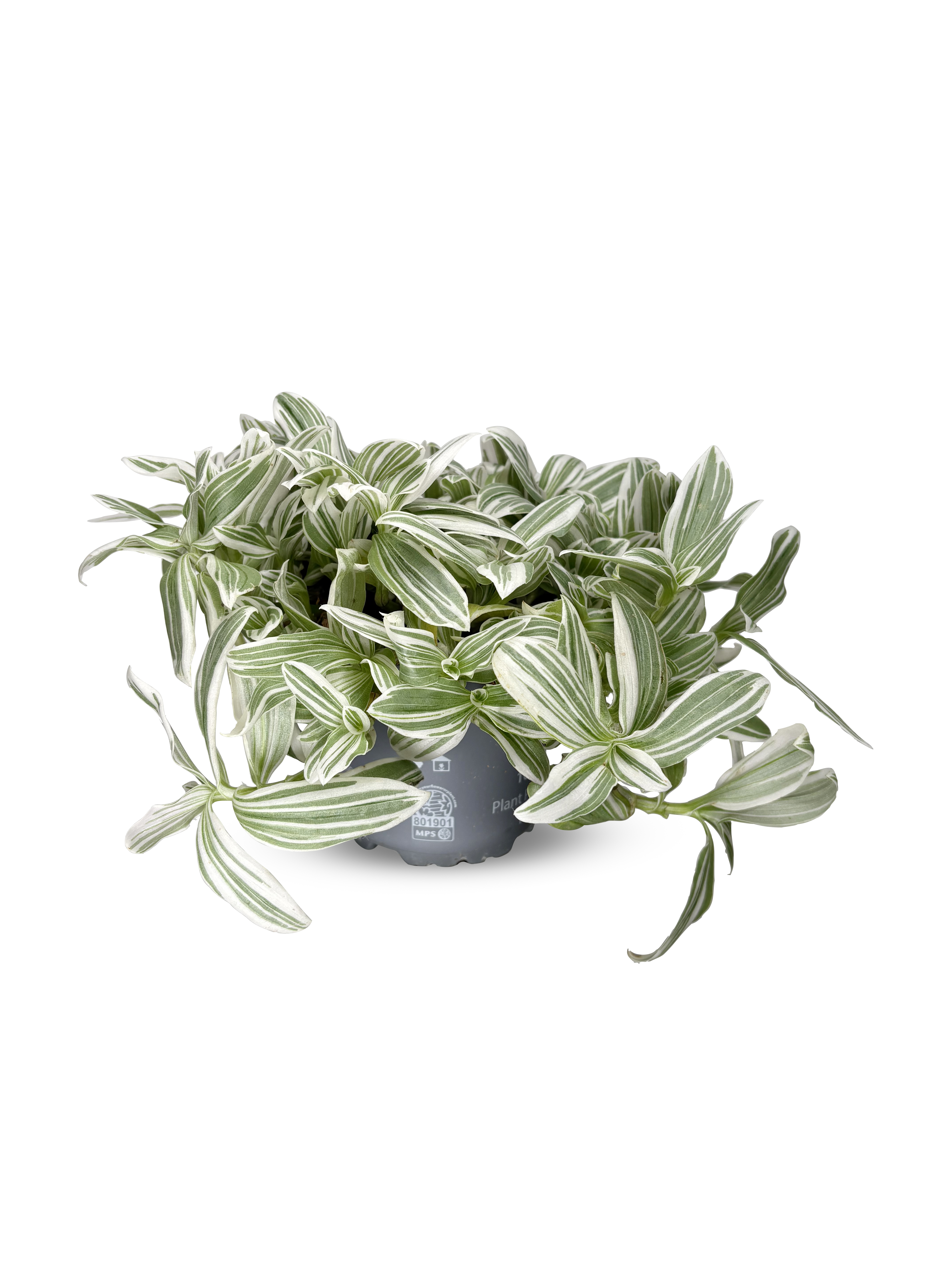 Tradescantia 'White Cobra'