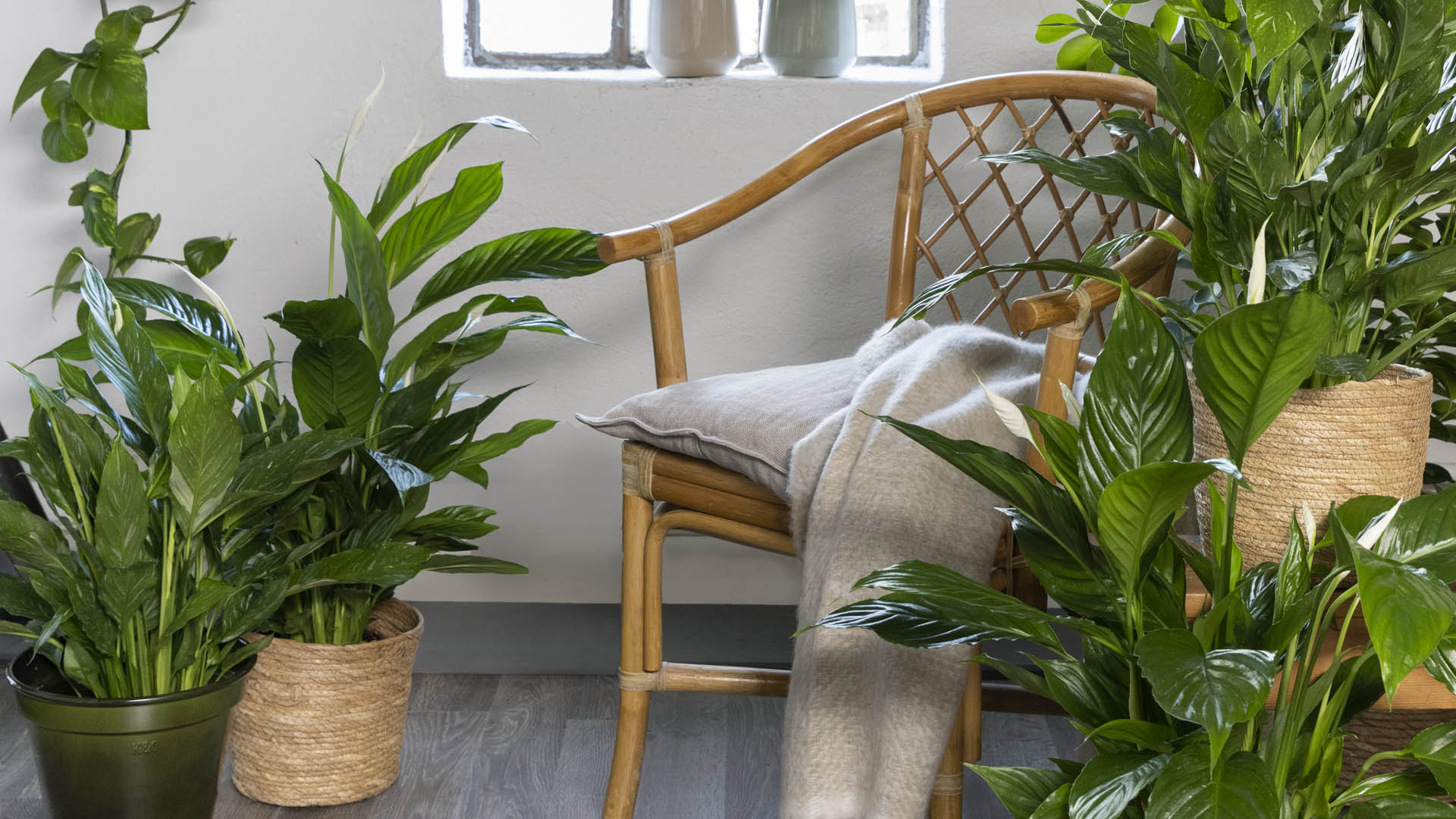 Top 6 - de beste planten voor droge lucht | Plantagen