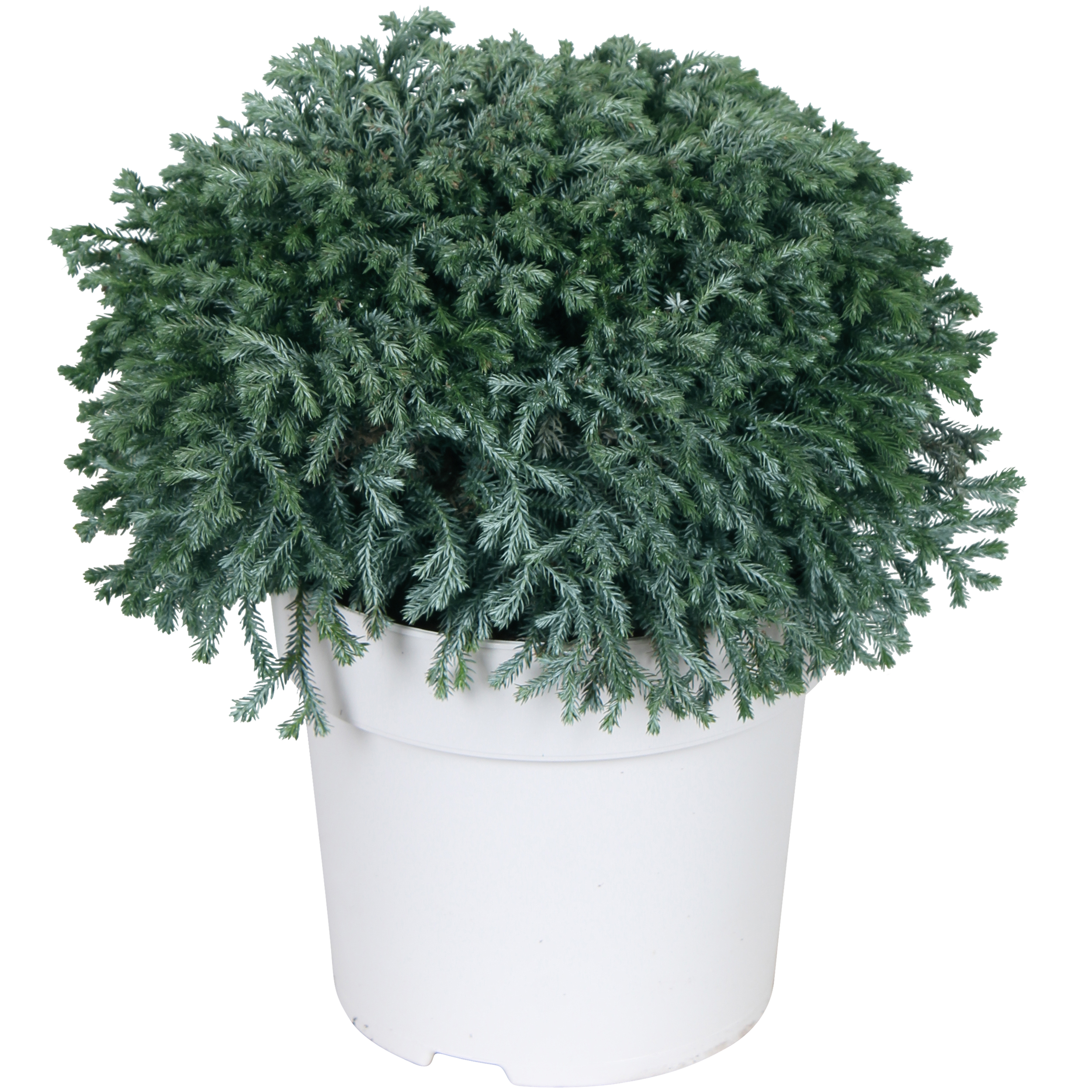 Nålesypress 'Minta' 