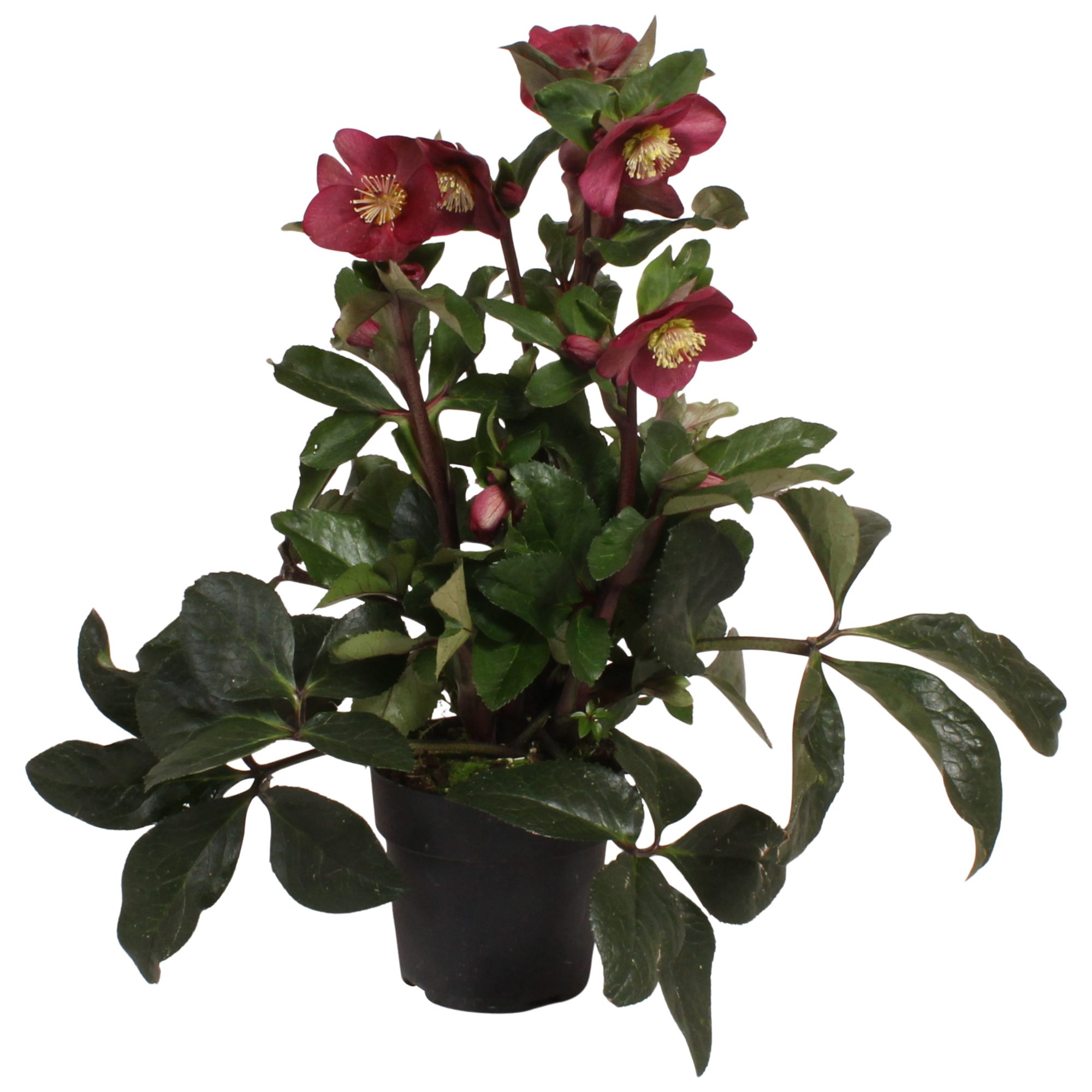 Julros ICE 'N' ROSES RED