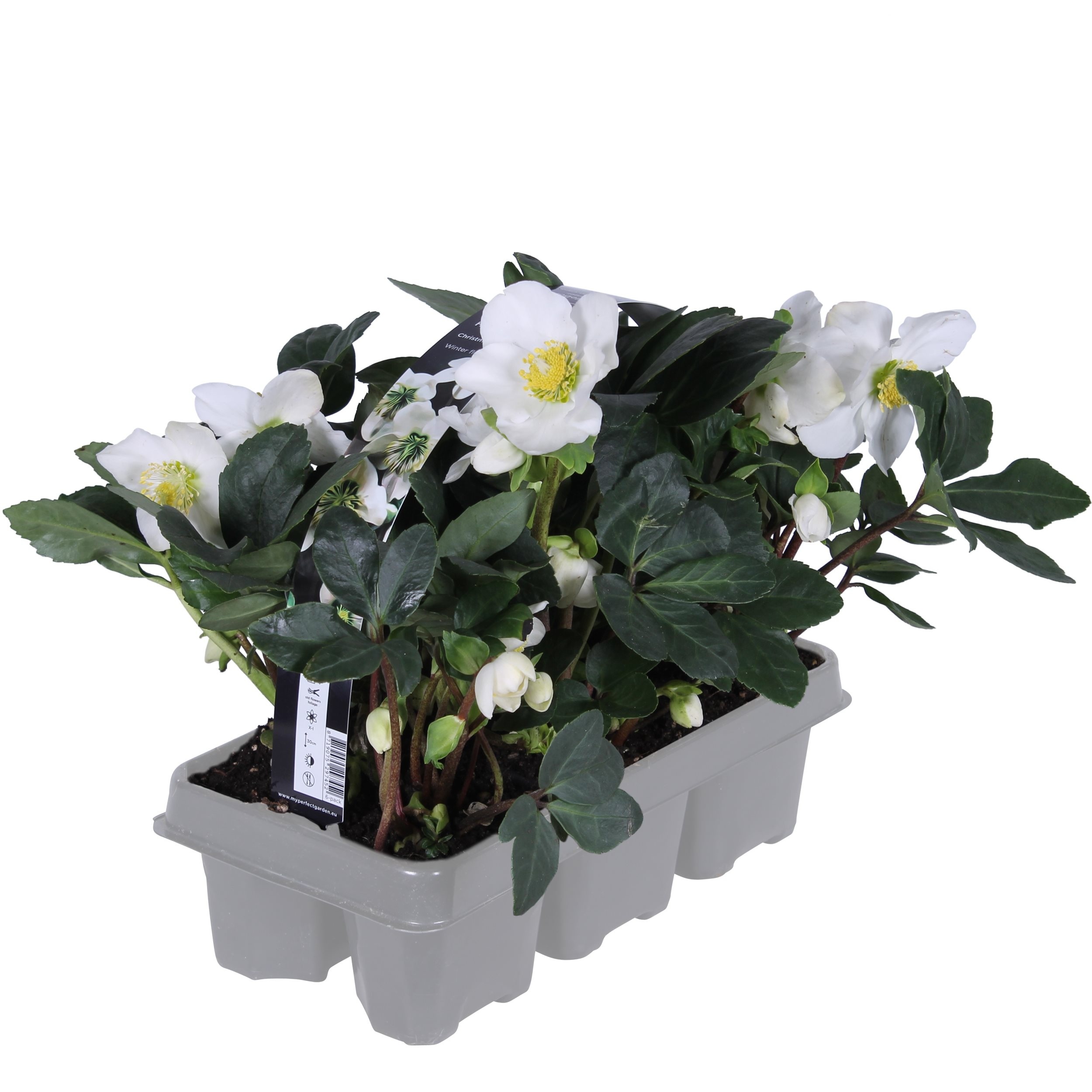 Helleborus n. 'Christmas Carol' 6 pack