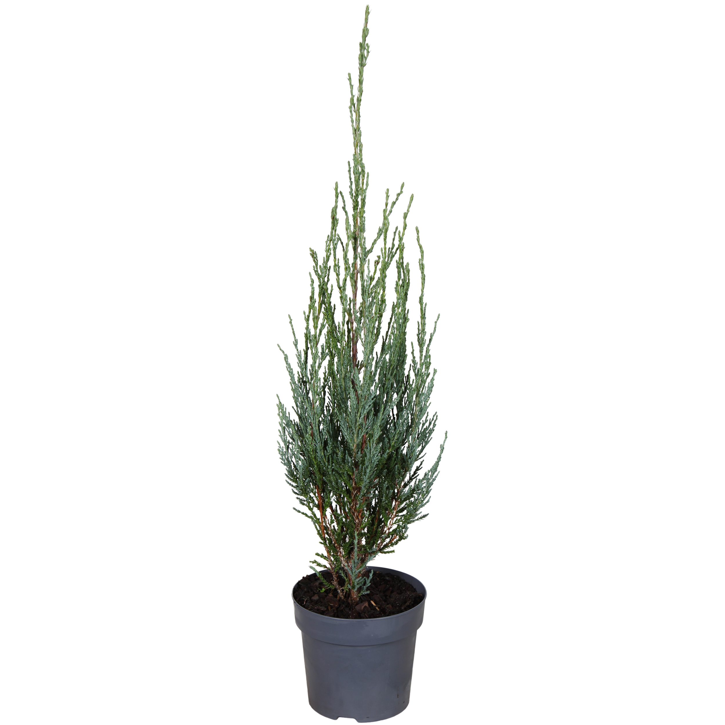 Juniperes 'Blue Arrow' 14 cm