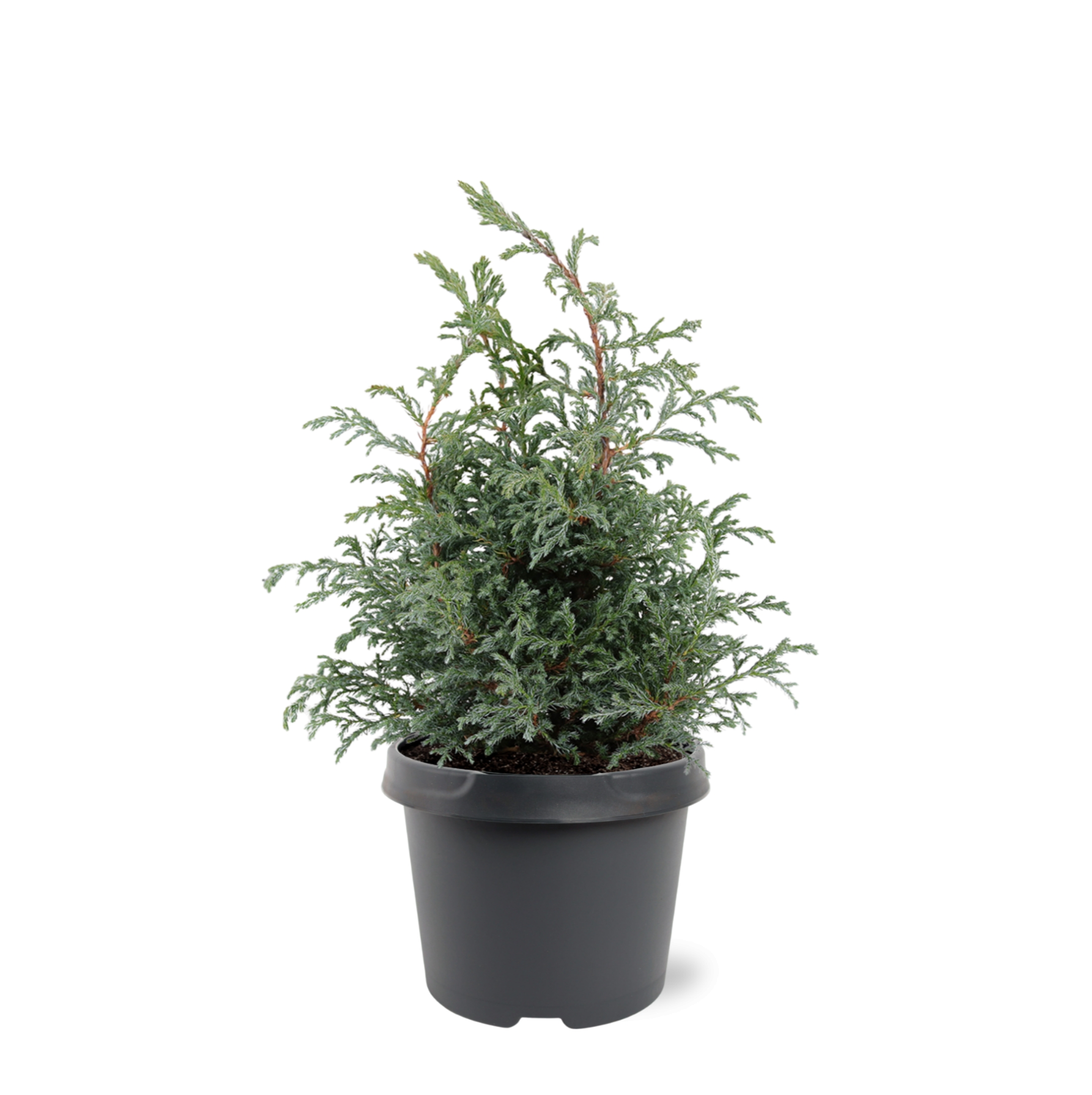 Chamaecyparis 'Baby Blue' 19 cm