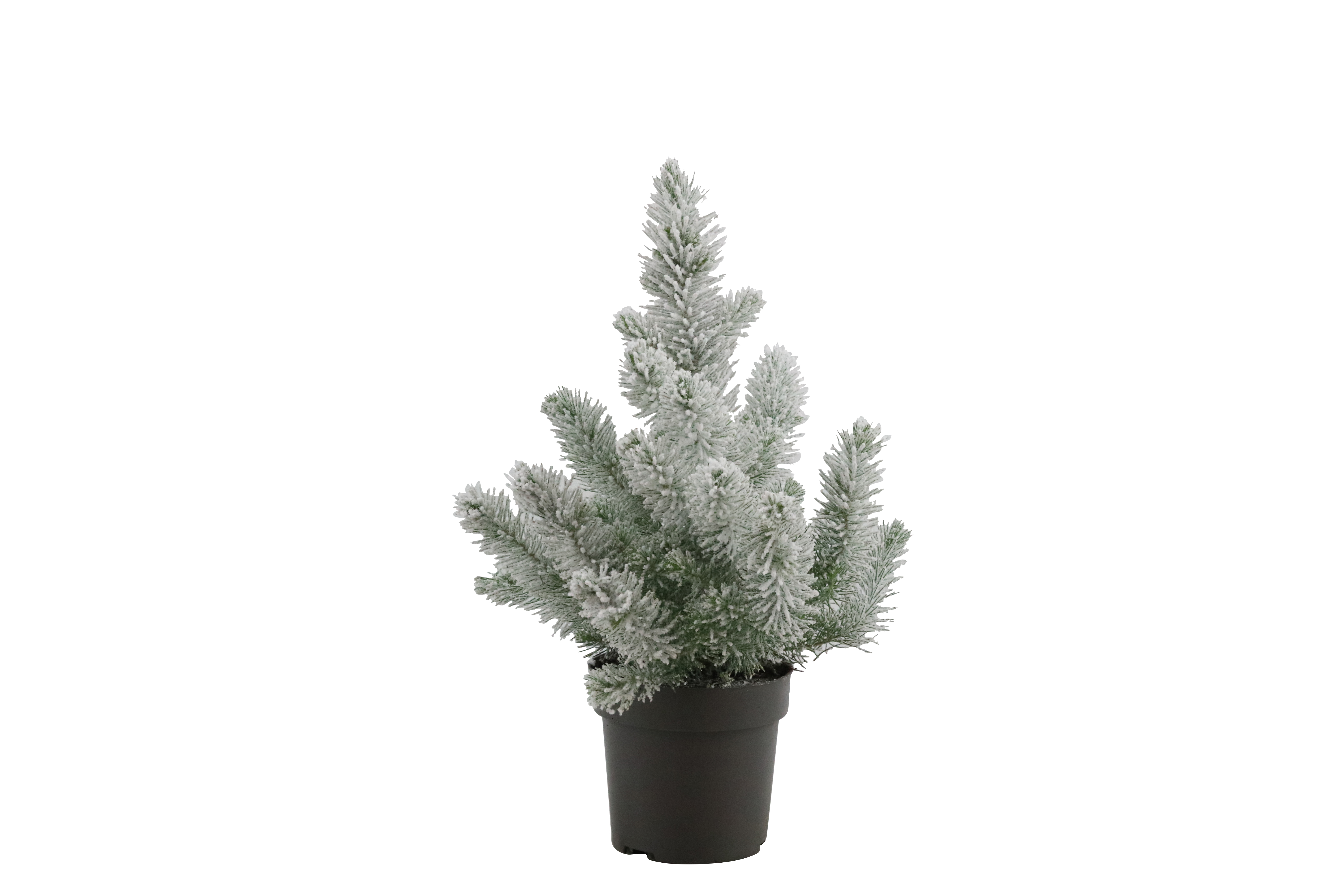 Pinus pinea 'Silver Crest' Snow' 17 cm
