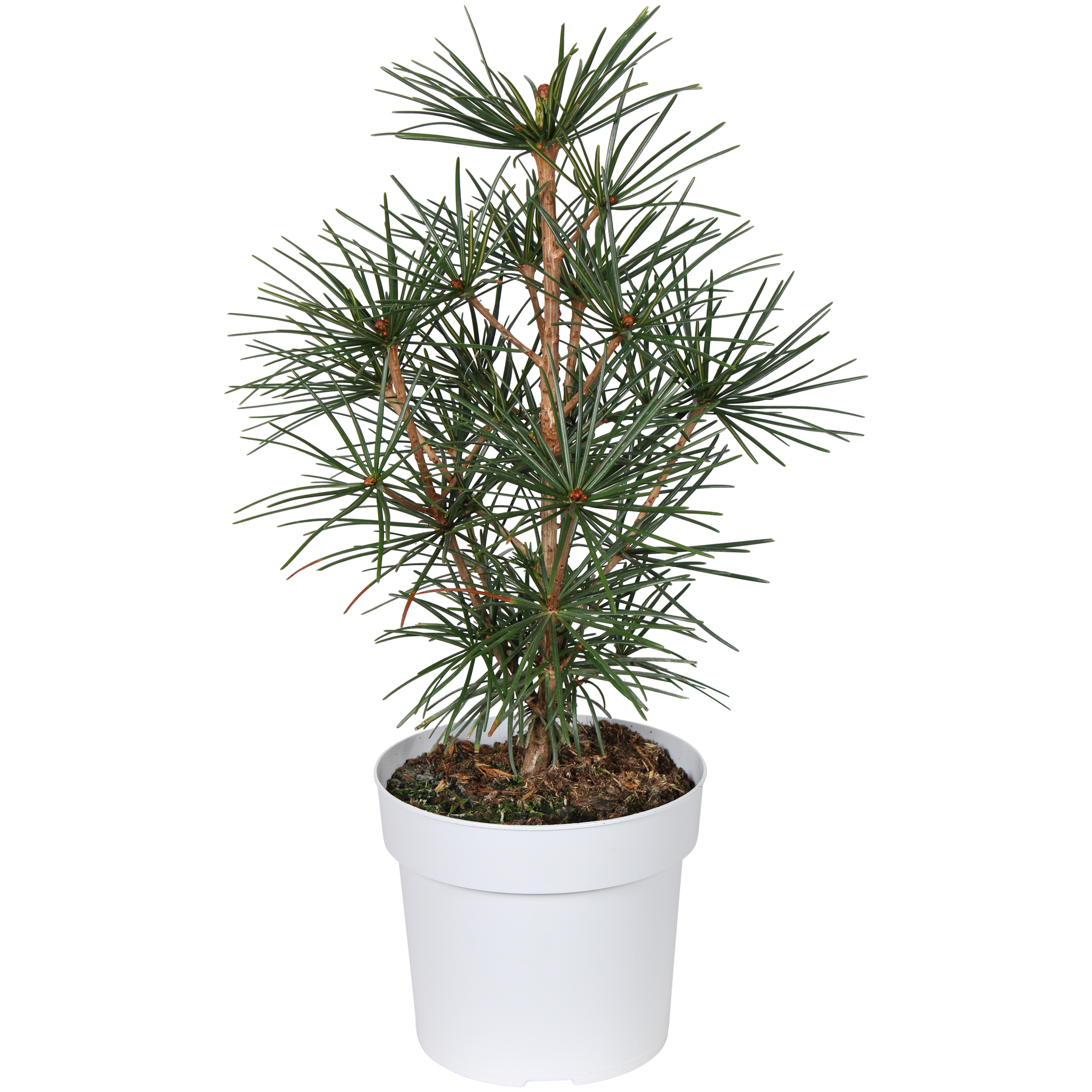 Japansk solfjäderstall