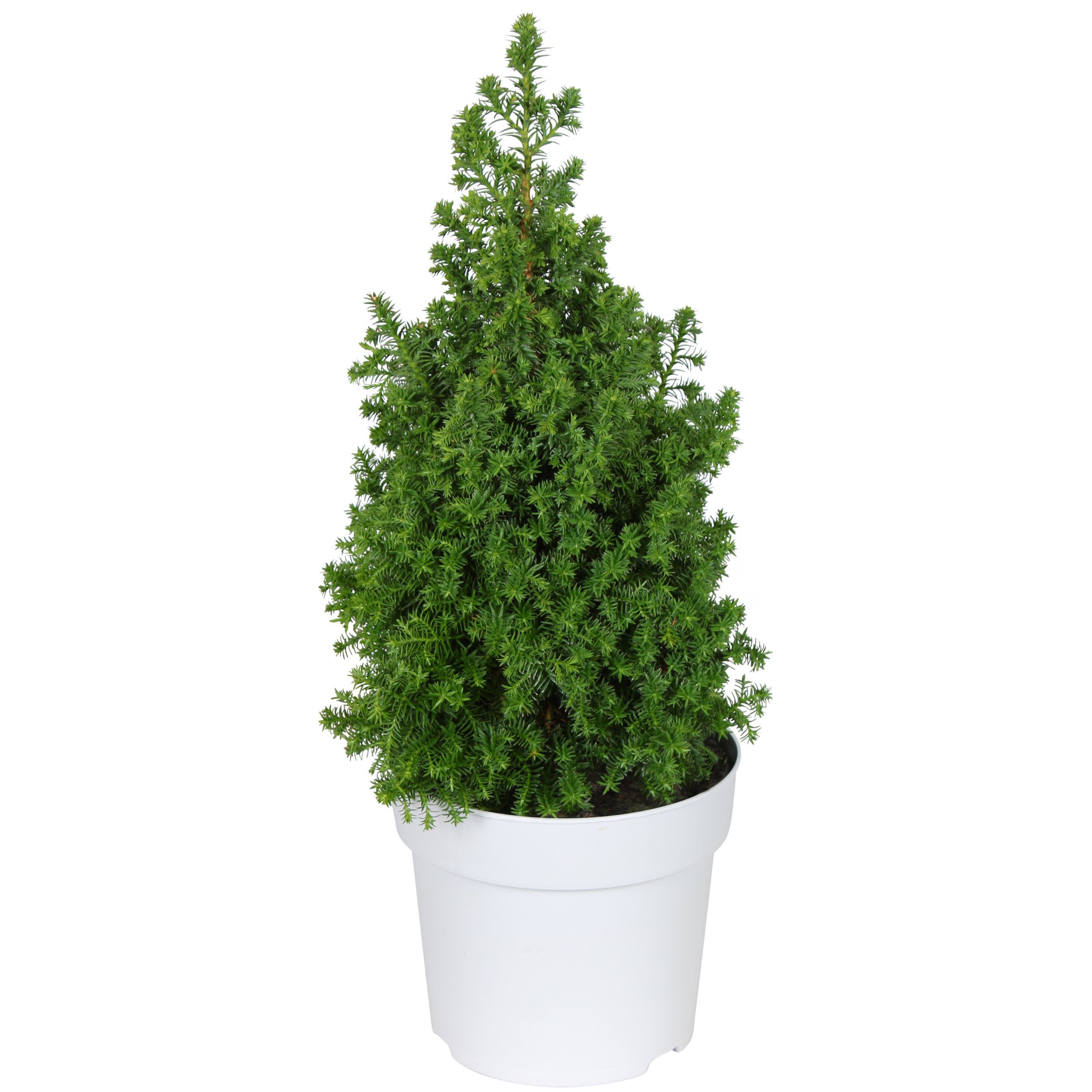 Tujacypress 'Spitsbergen'