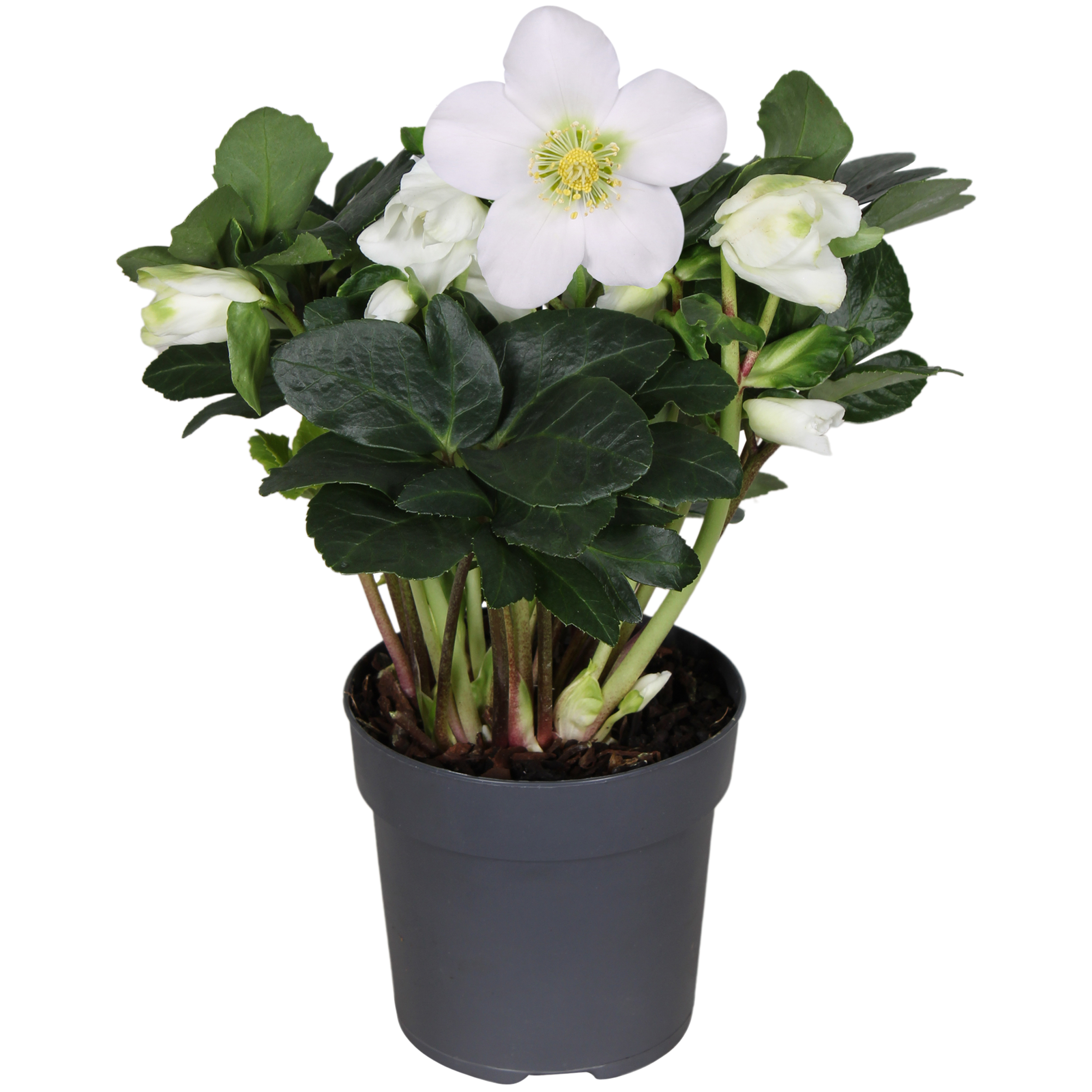 Helleborus 'Christmas Carol' Plant