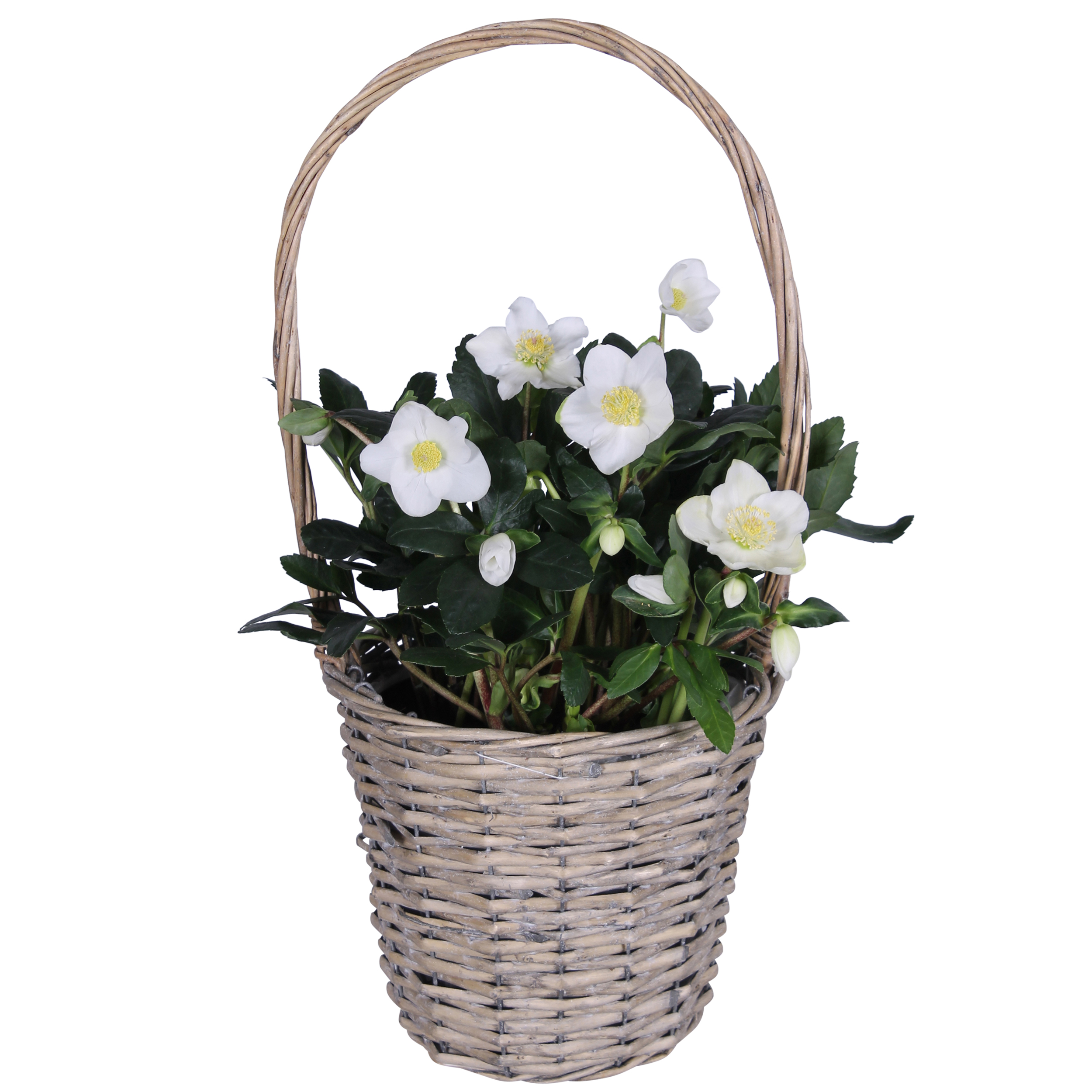 Helleborus niger 'Winterbasket'