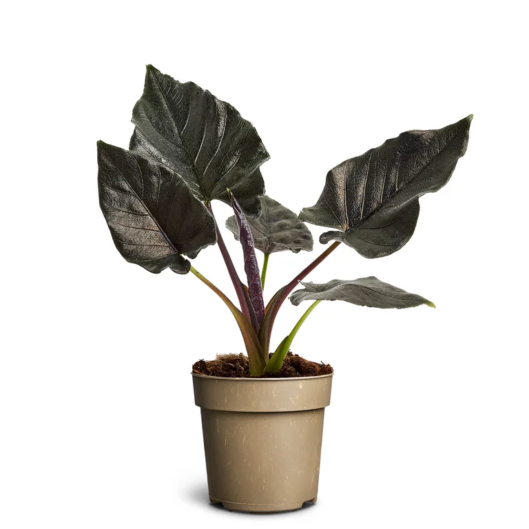 Alokasia ‘Antoro Velvet’