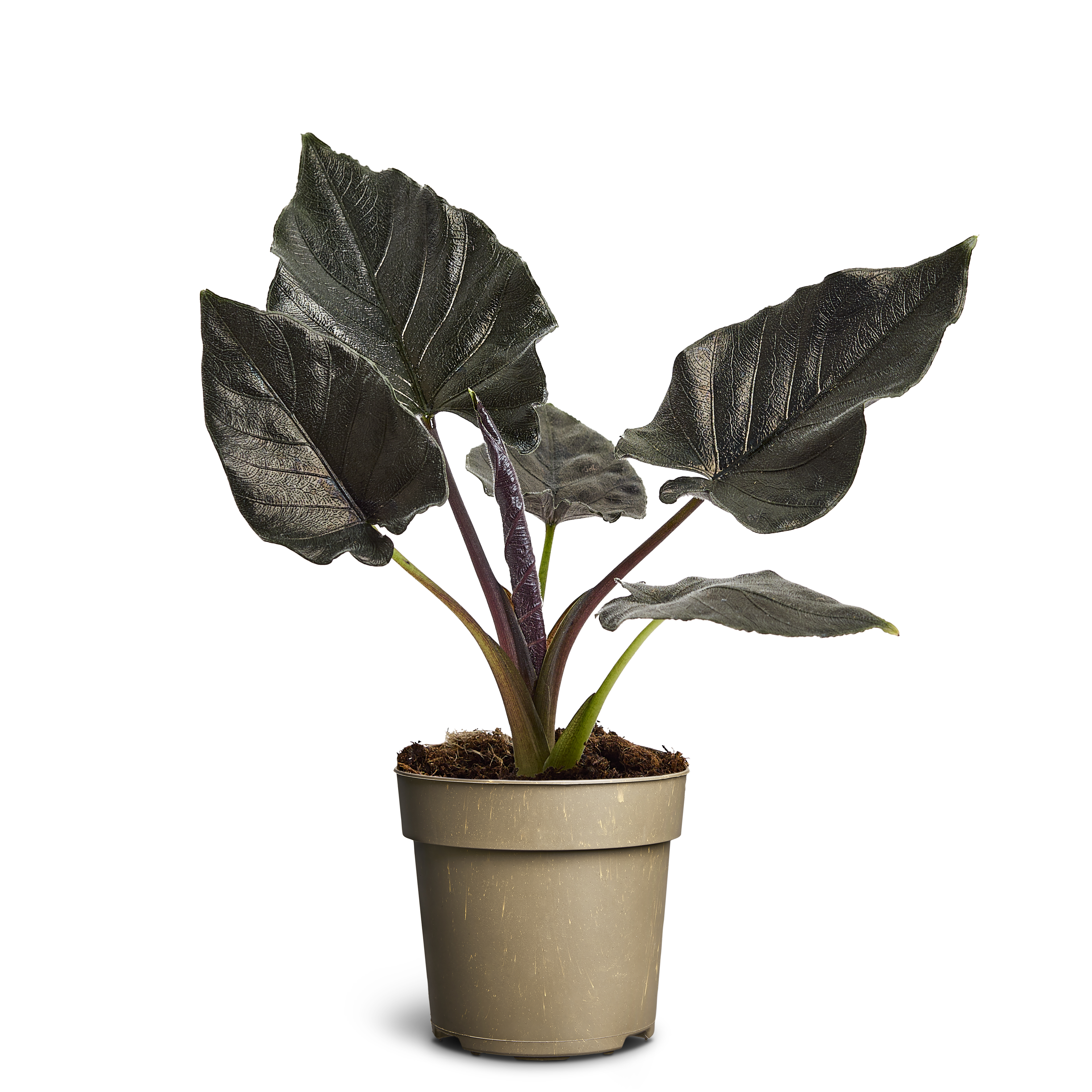 Alokasia ‘Antoro Velvet’
