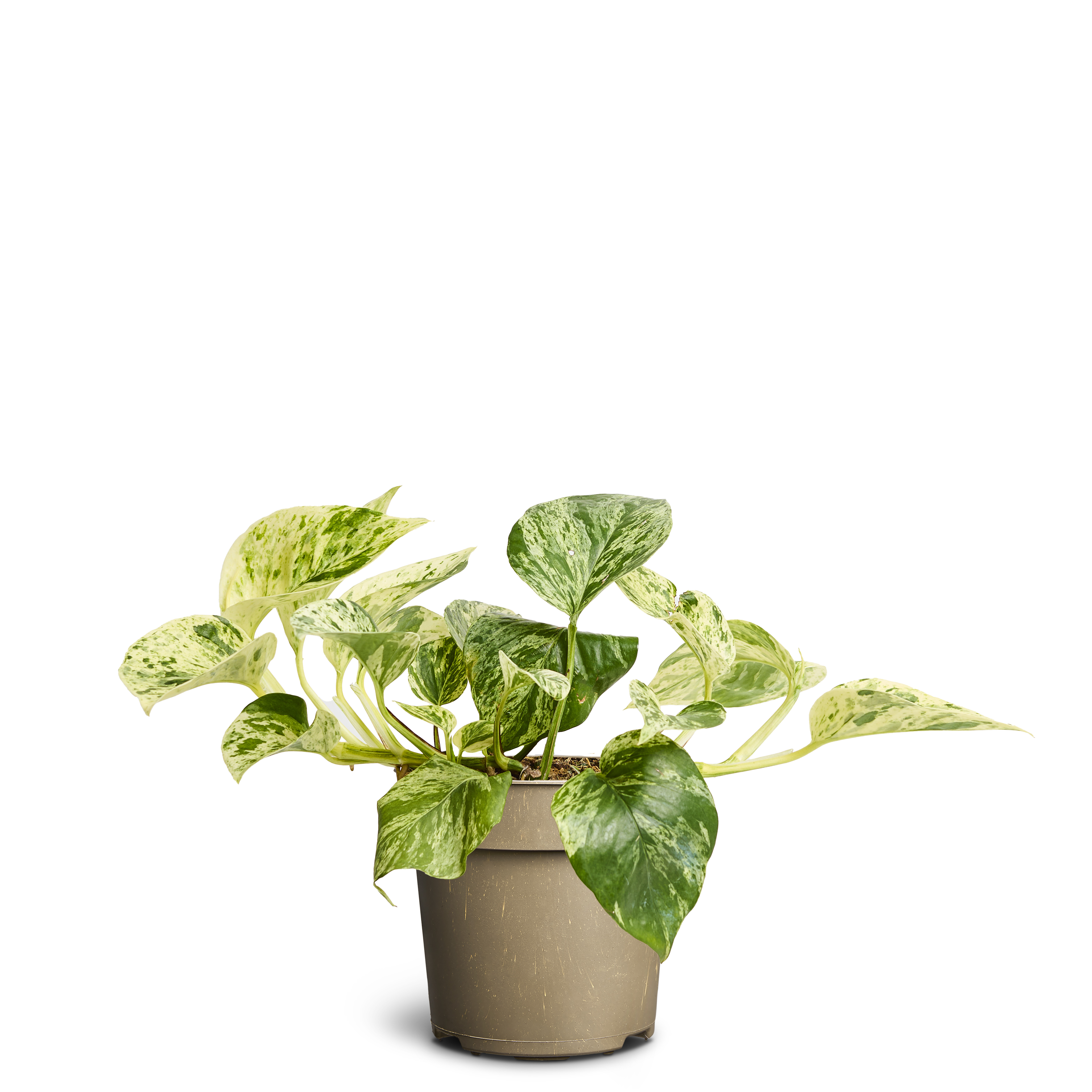 Marmorranka ‘Marble Queen’