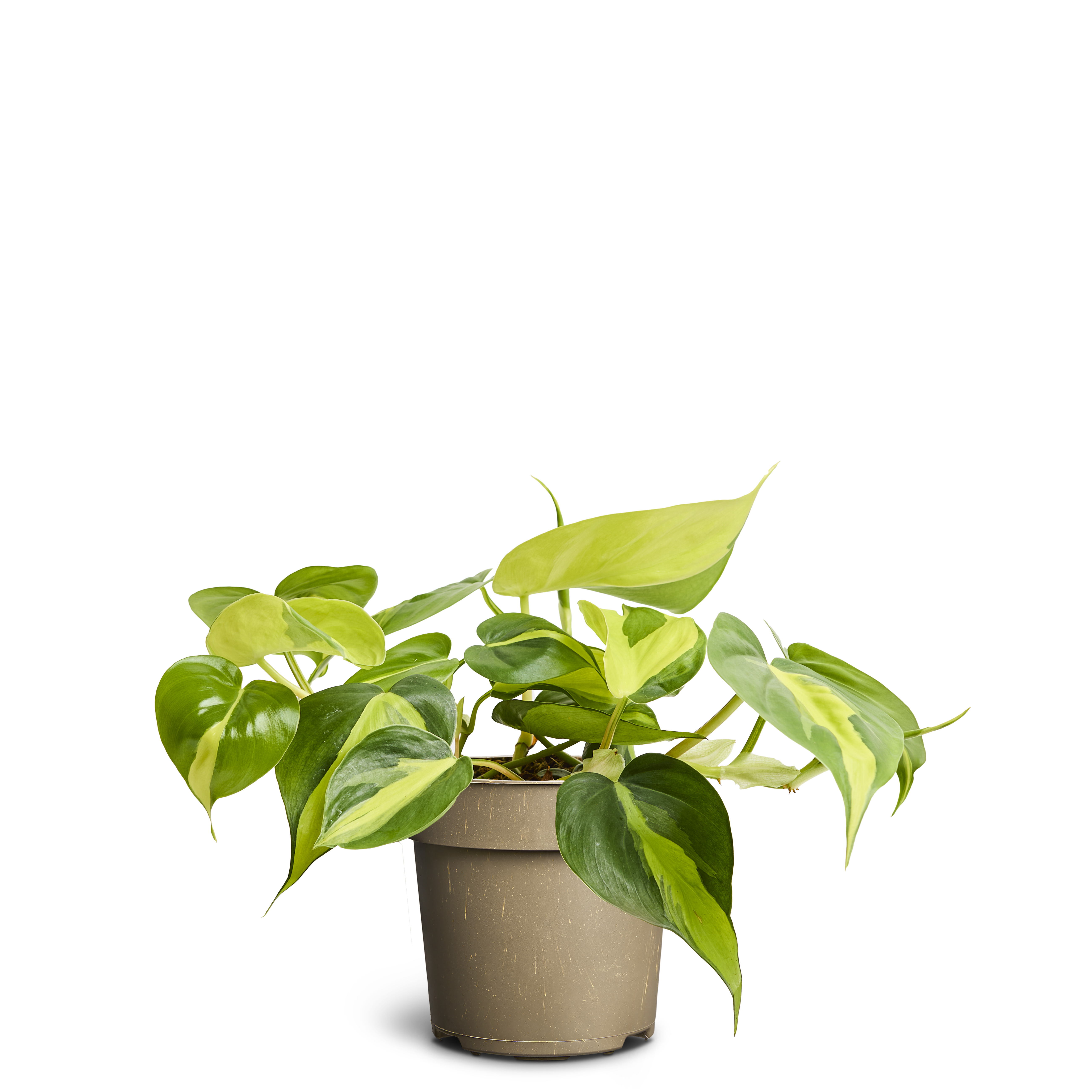 Philodendron ‘Brasil’