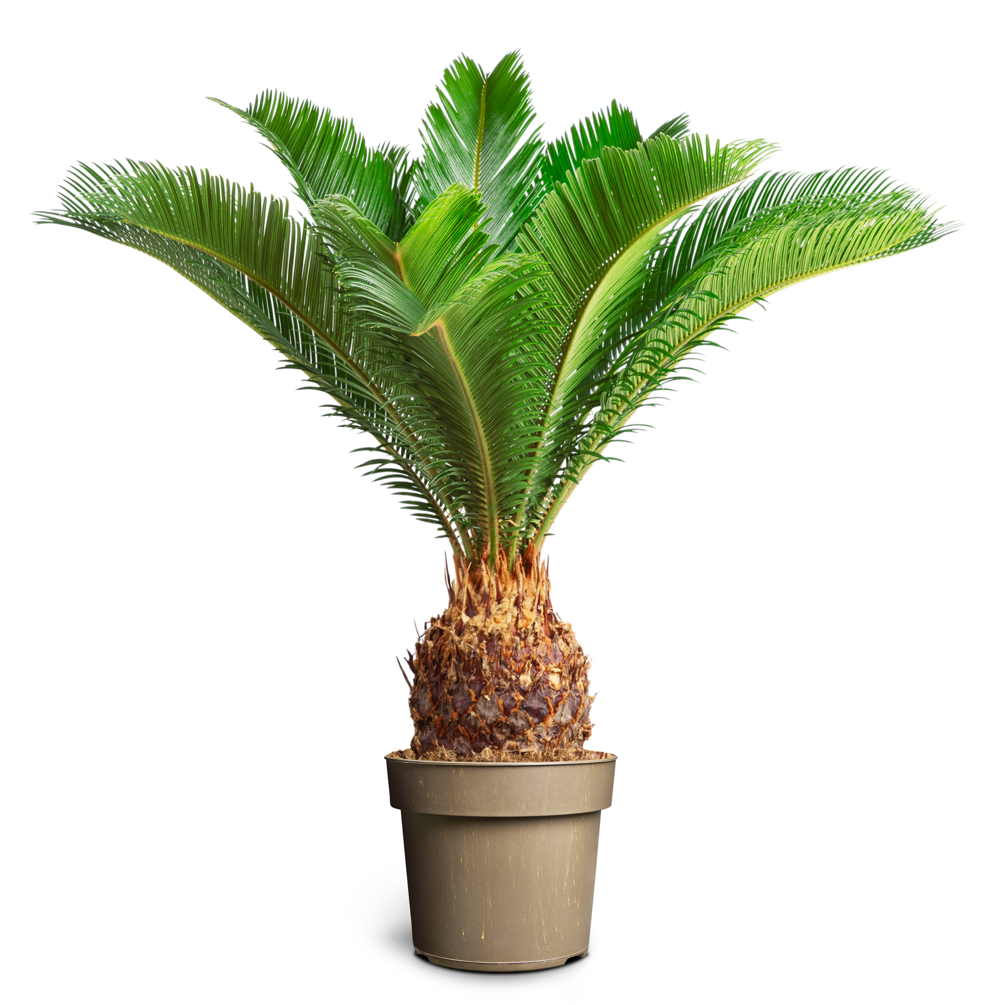 Konglepalme