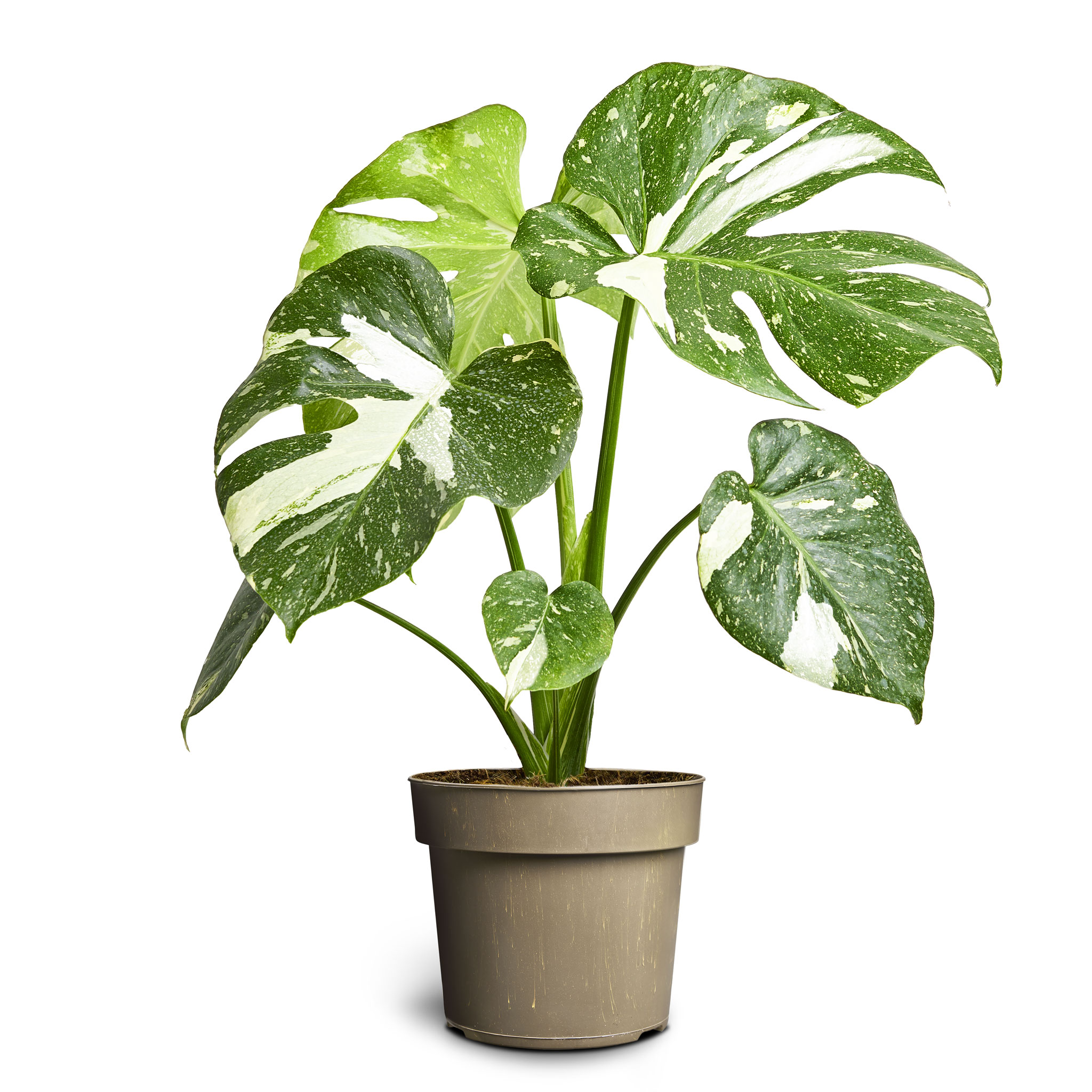 Monstera ‘Thai Constellation’