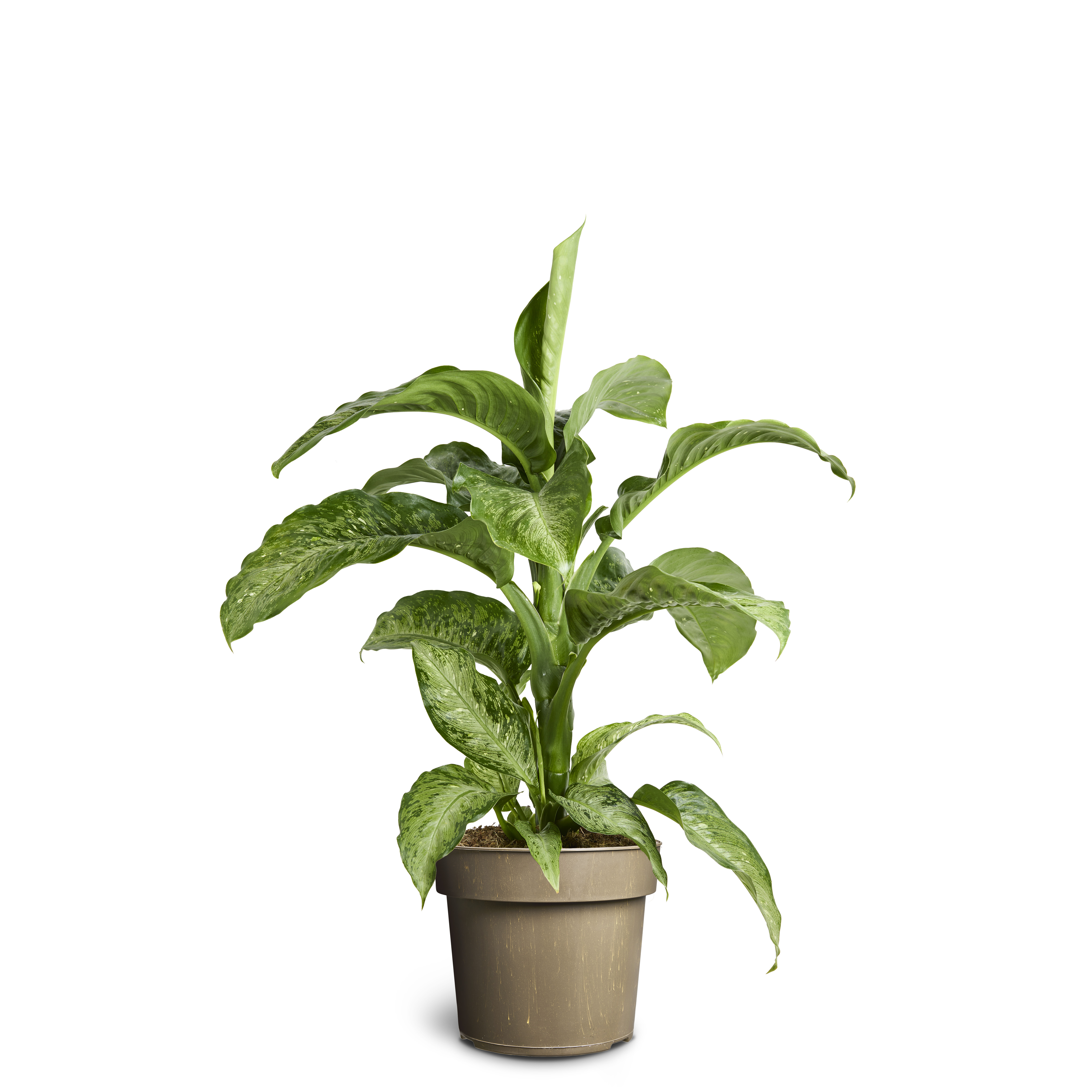 Prickblad ‘Memoria Corsii’