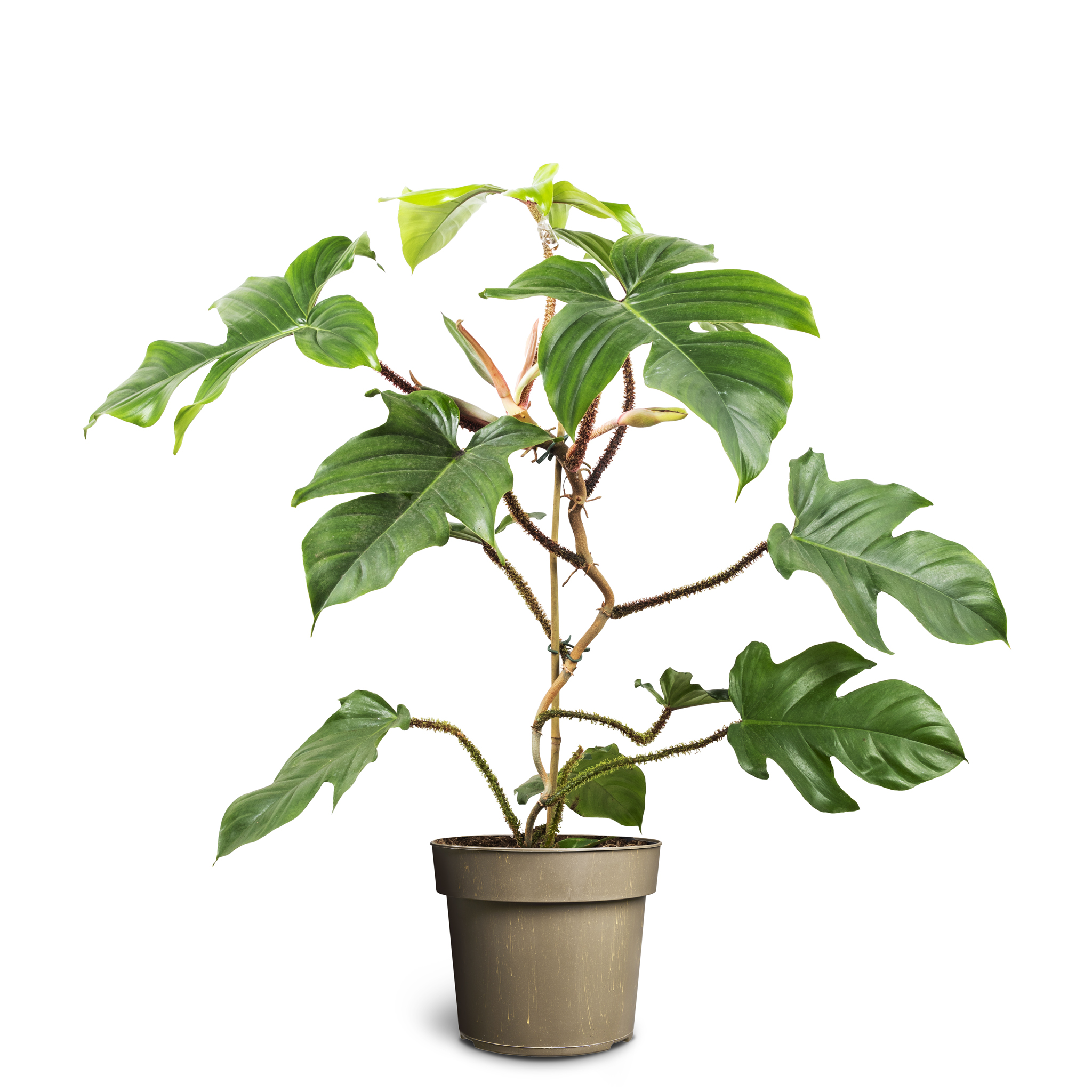 Philodendron squamiferum 24 cm