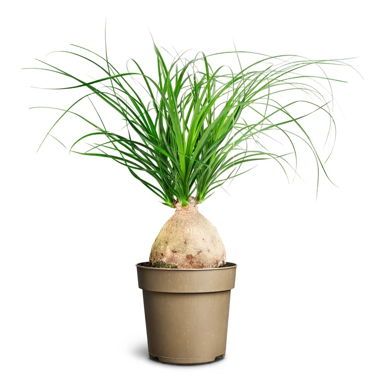 Beaucarnea Recurvata Nolina