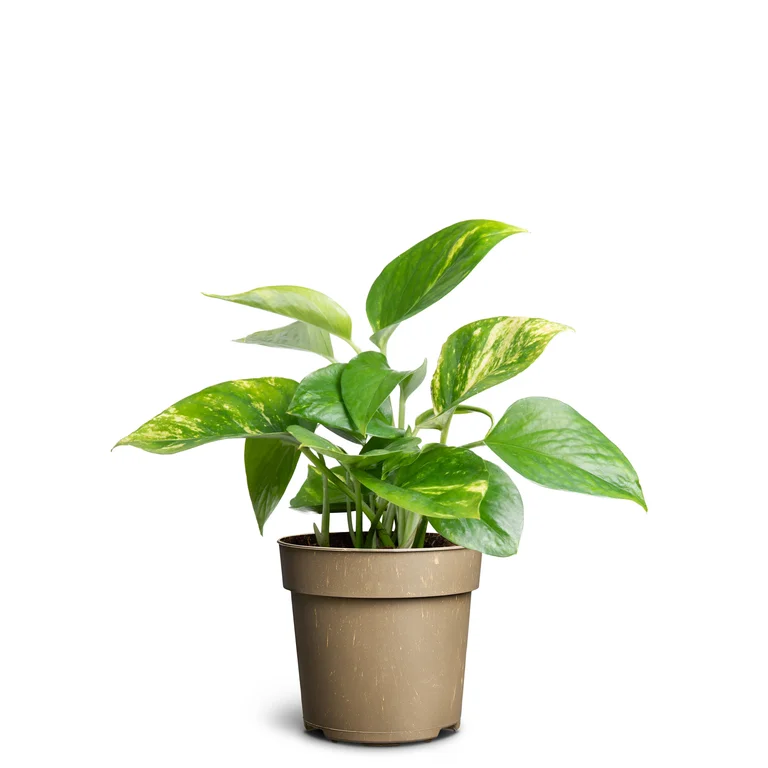 Nordic style  warm and sophisticated | Plantagen