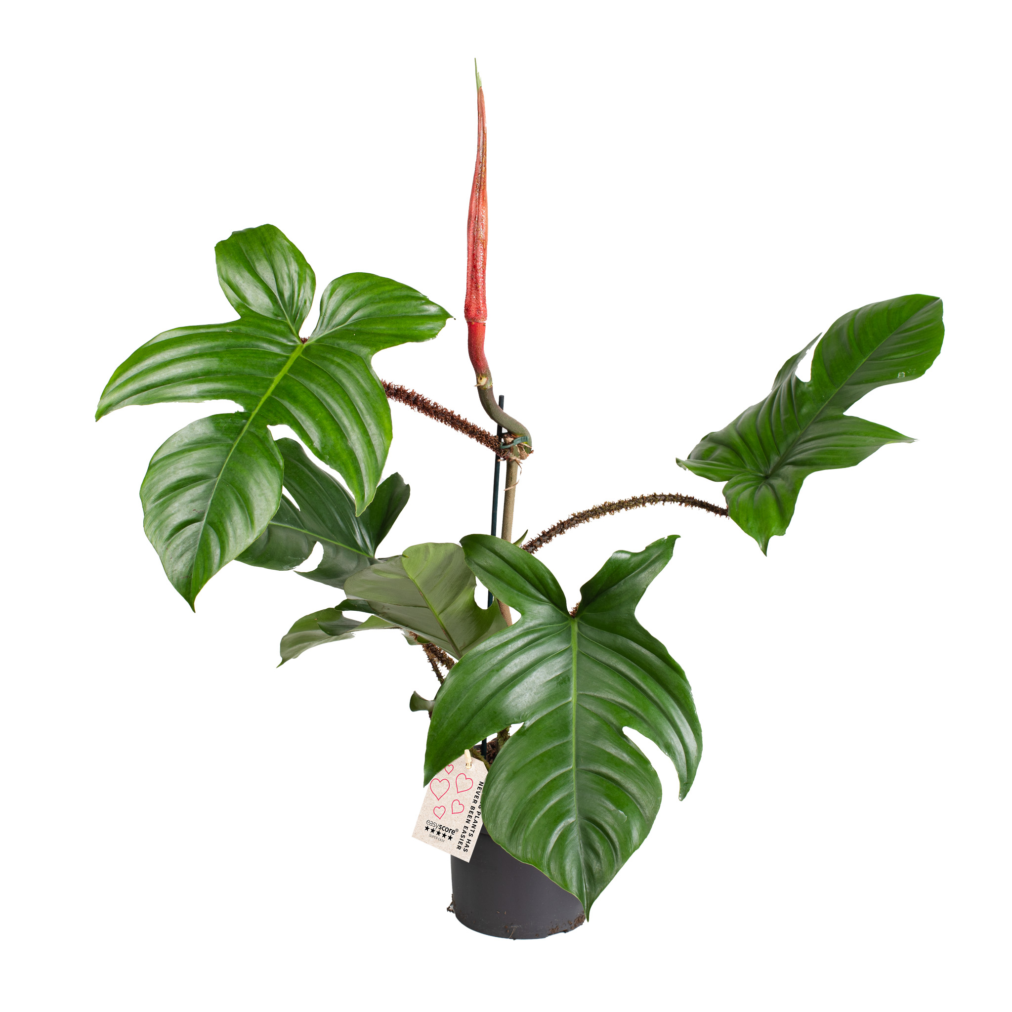 Philodendron squamiferum