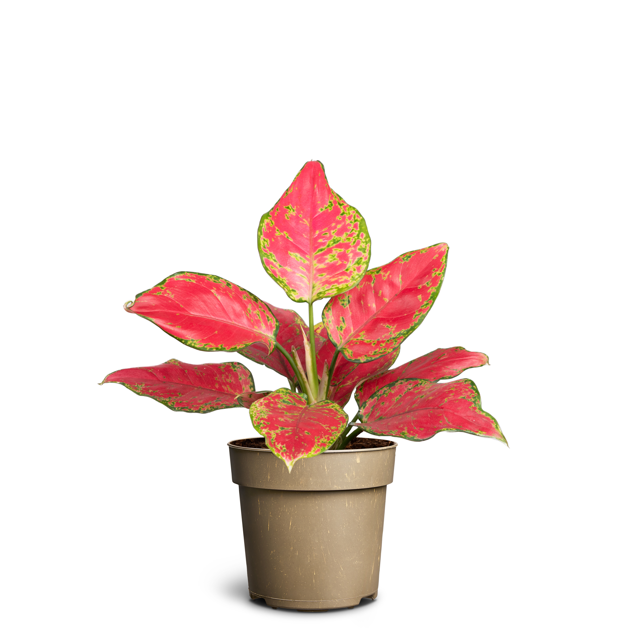 Aglaonema mix 11 cm | Plantagen