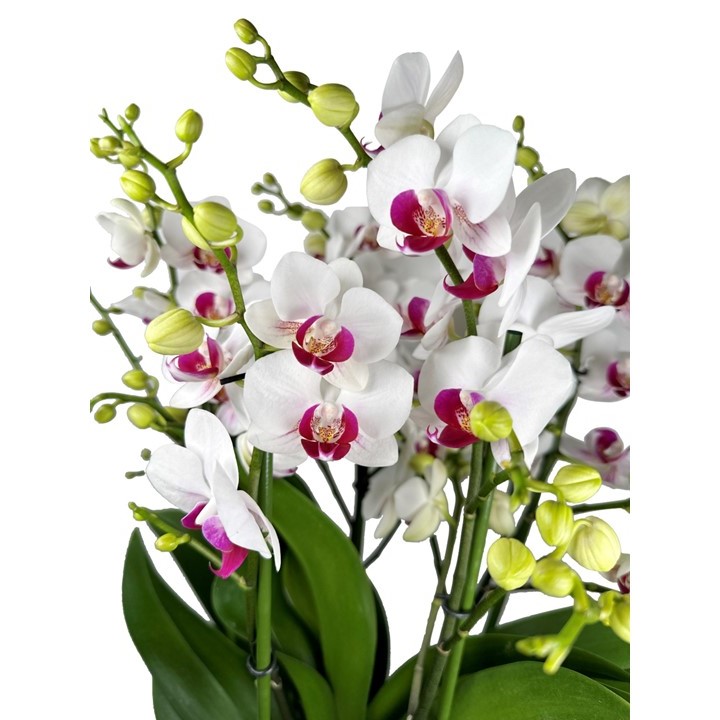 Phalaenopsis ‘Safe Haven’