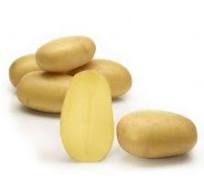 Sättpotatis Queen Anne 1 kg