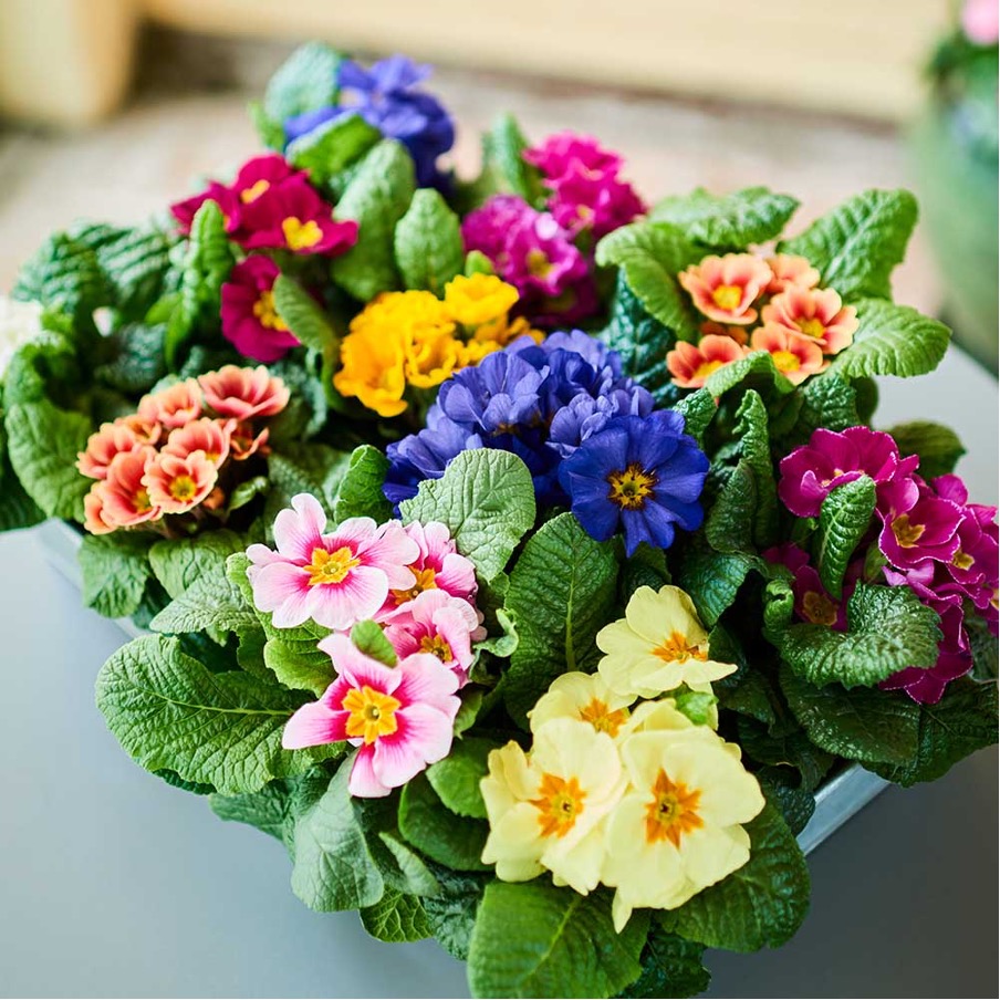 Blomfröer | Plantagen