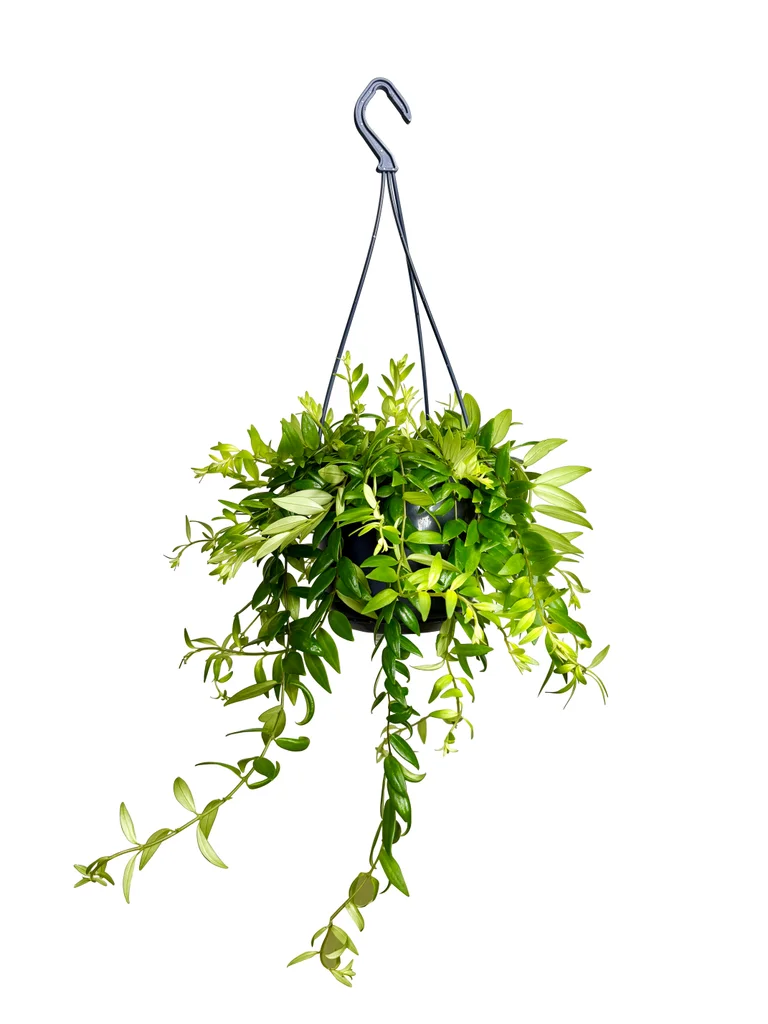 Ampelfackla Japhrolepis I Ampel