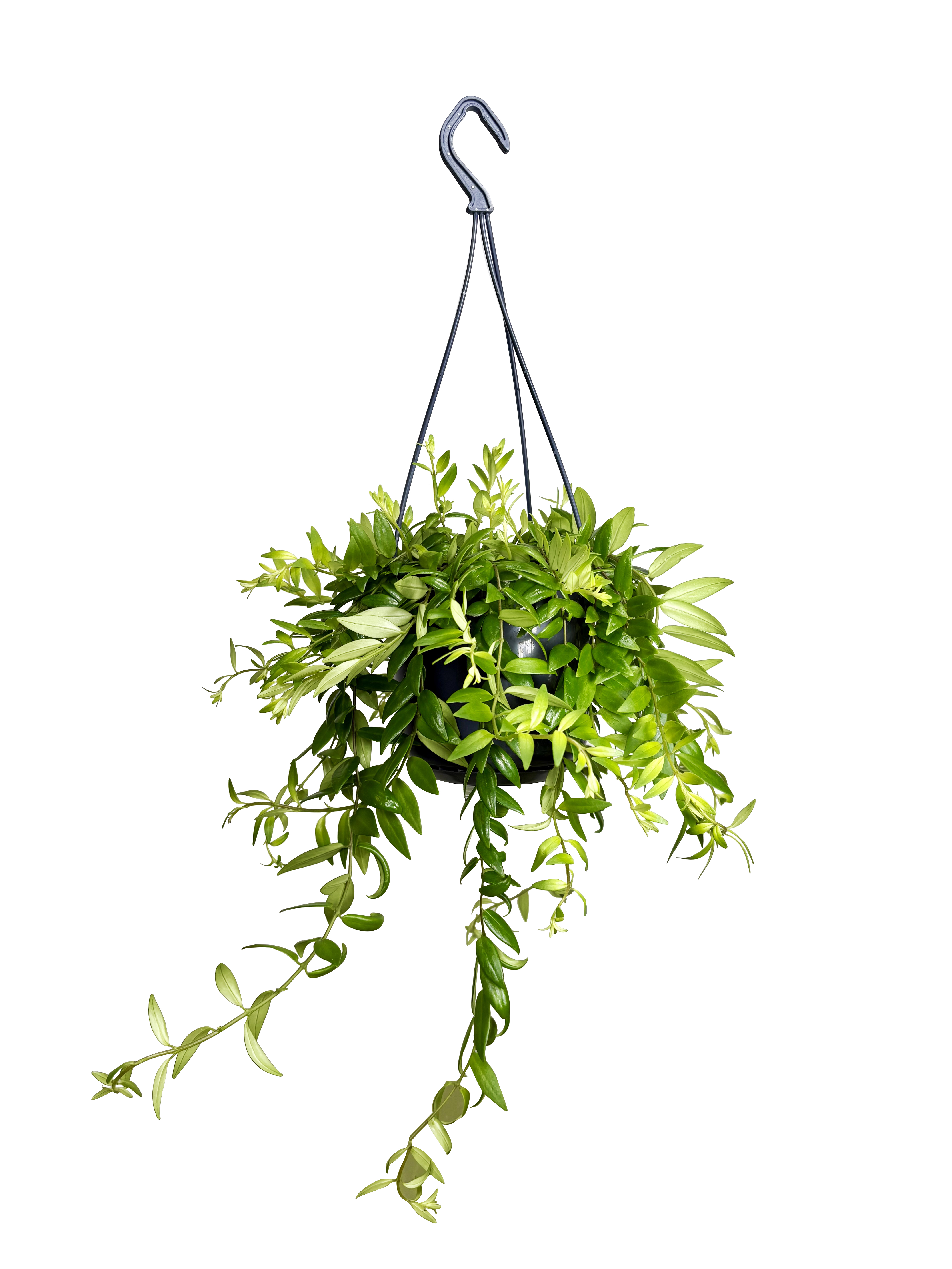 Ampelfackla 'Japhrolepis' i ampel