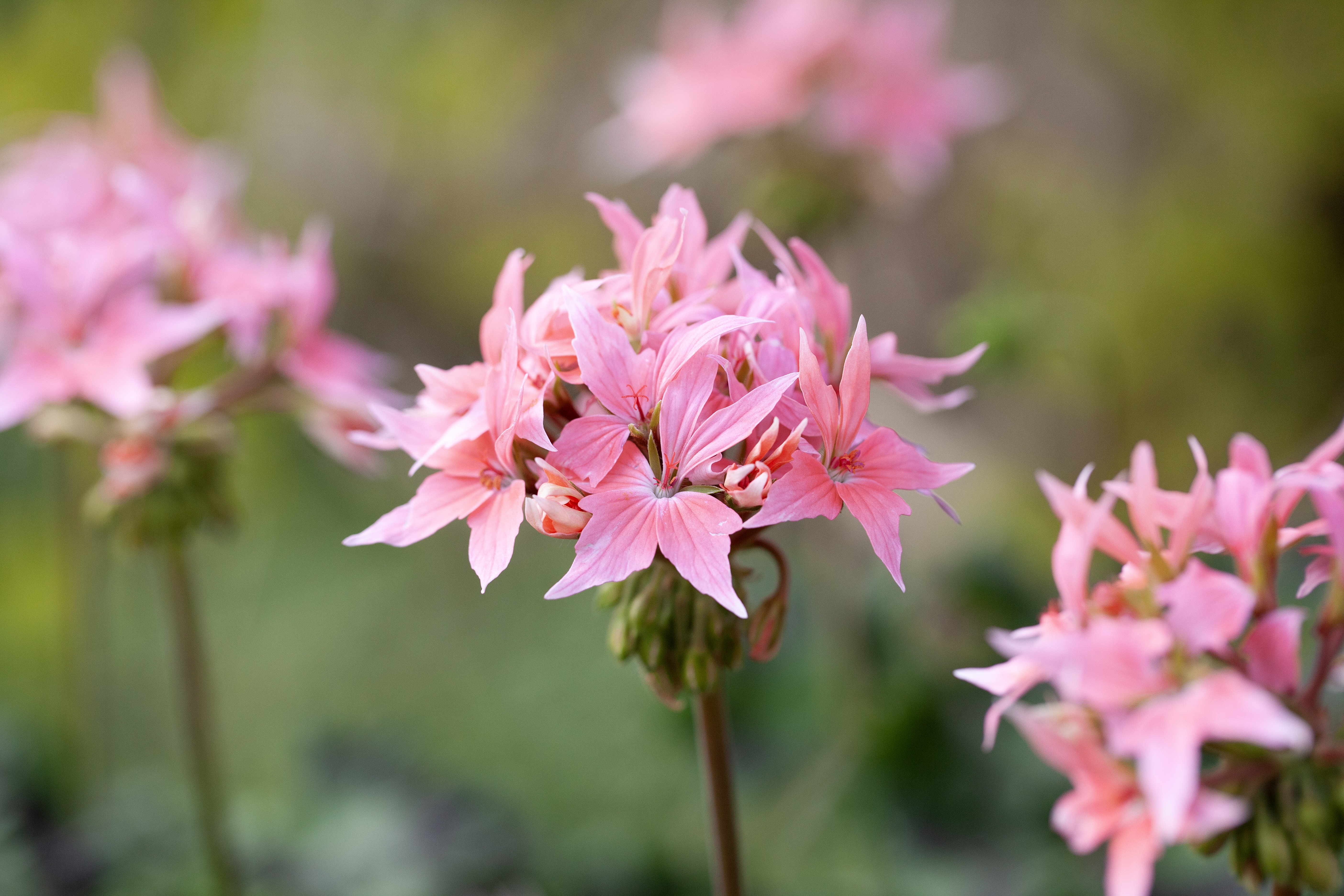 Pel. Årets Pelargon Sverige 2025 21 cm