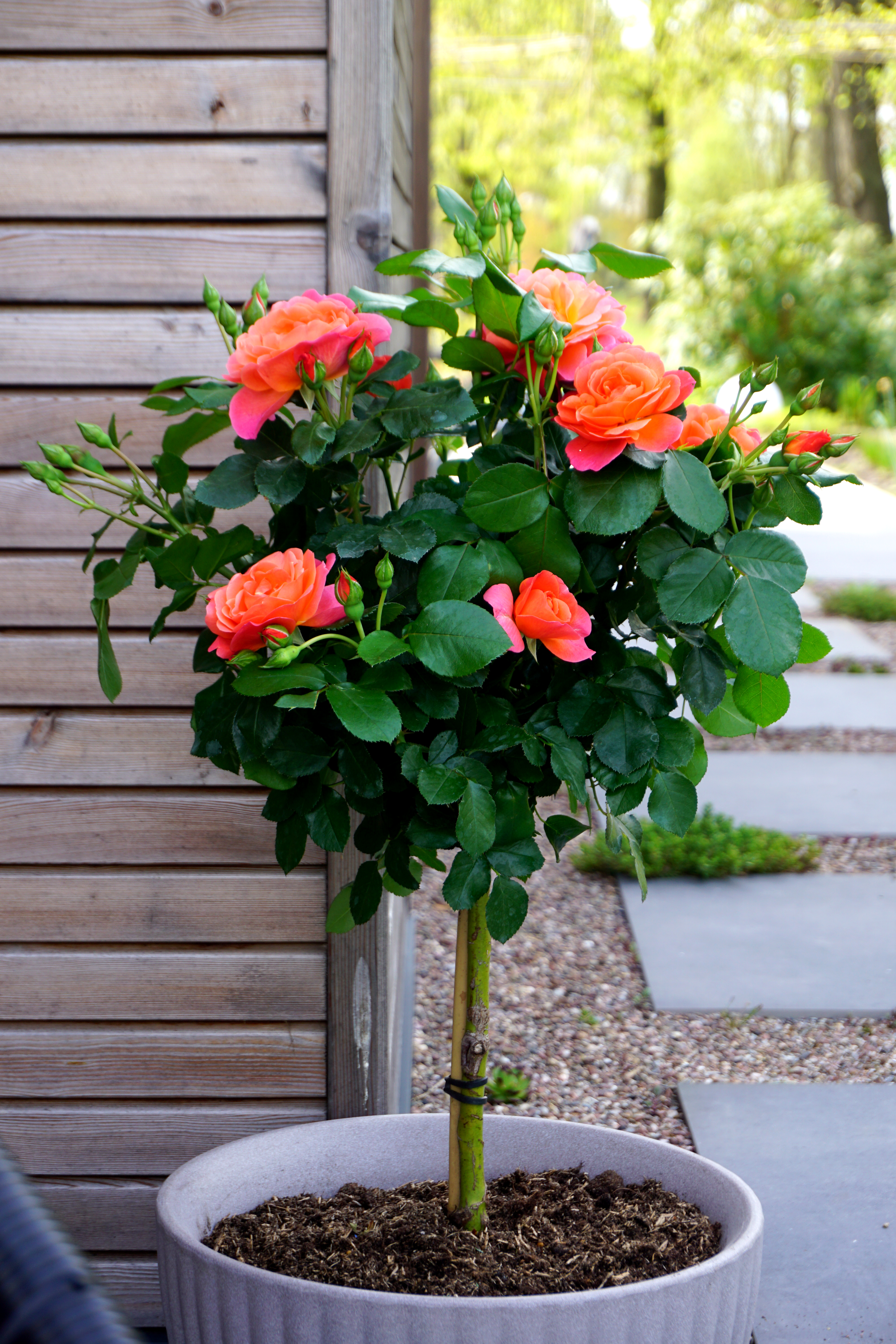 Ros 'Sugar Candy' upprätt