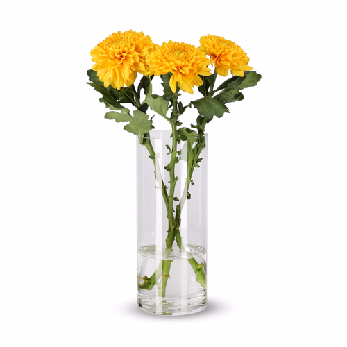 Krysantemum 3 pack  