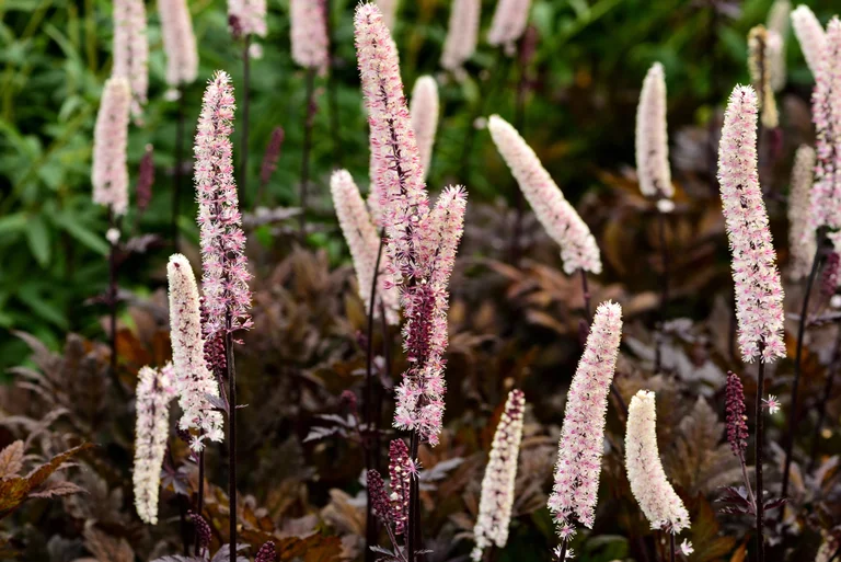 Actaea Simplex Brunette - Perenn växt