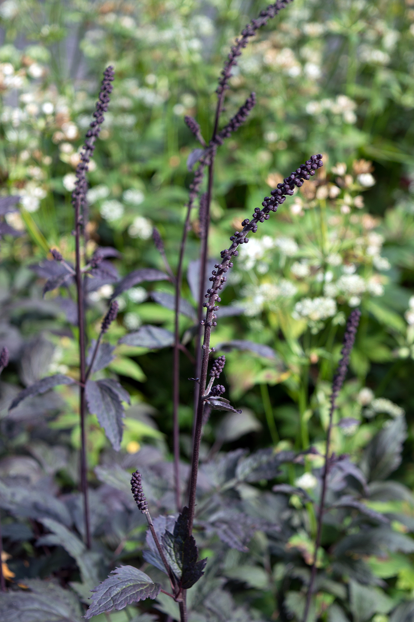 Actaea Simplex Brunette - Perennial Plant