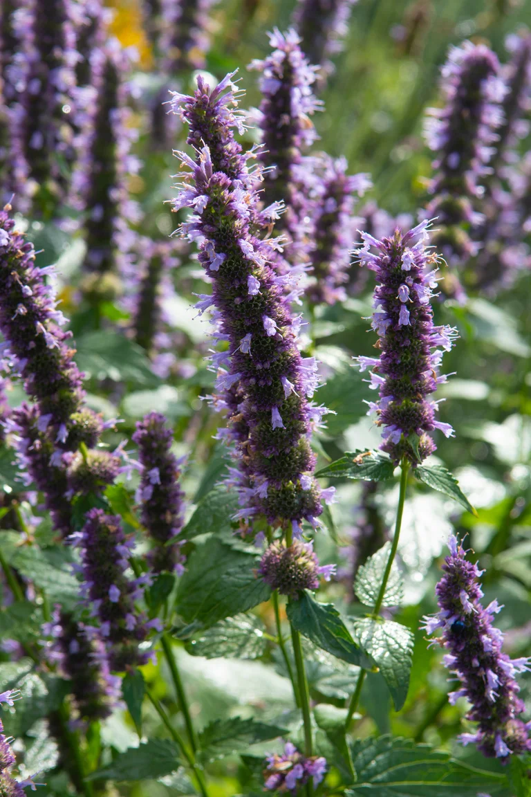 Agastache Svart huggormsväxt