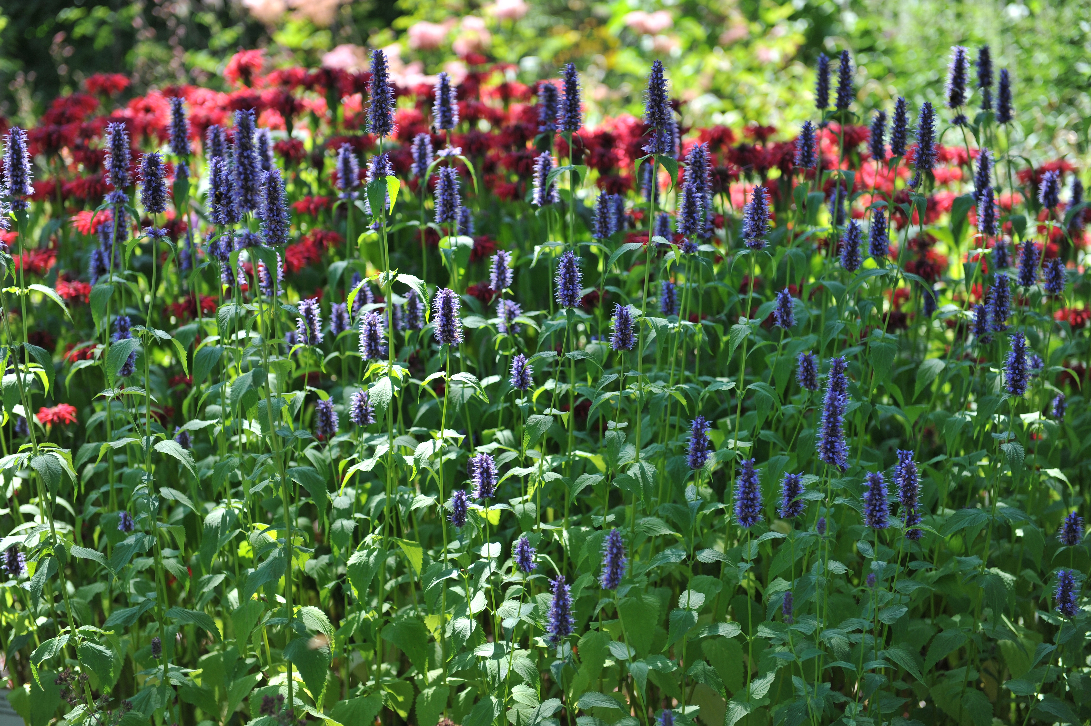Agastache Svart huggormsväxt