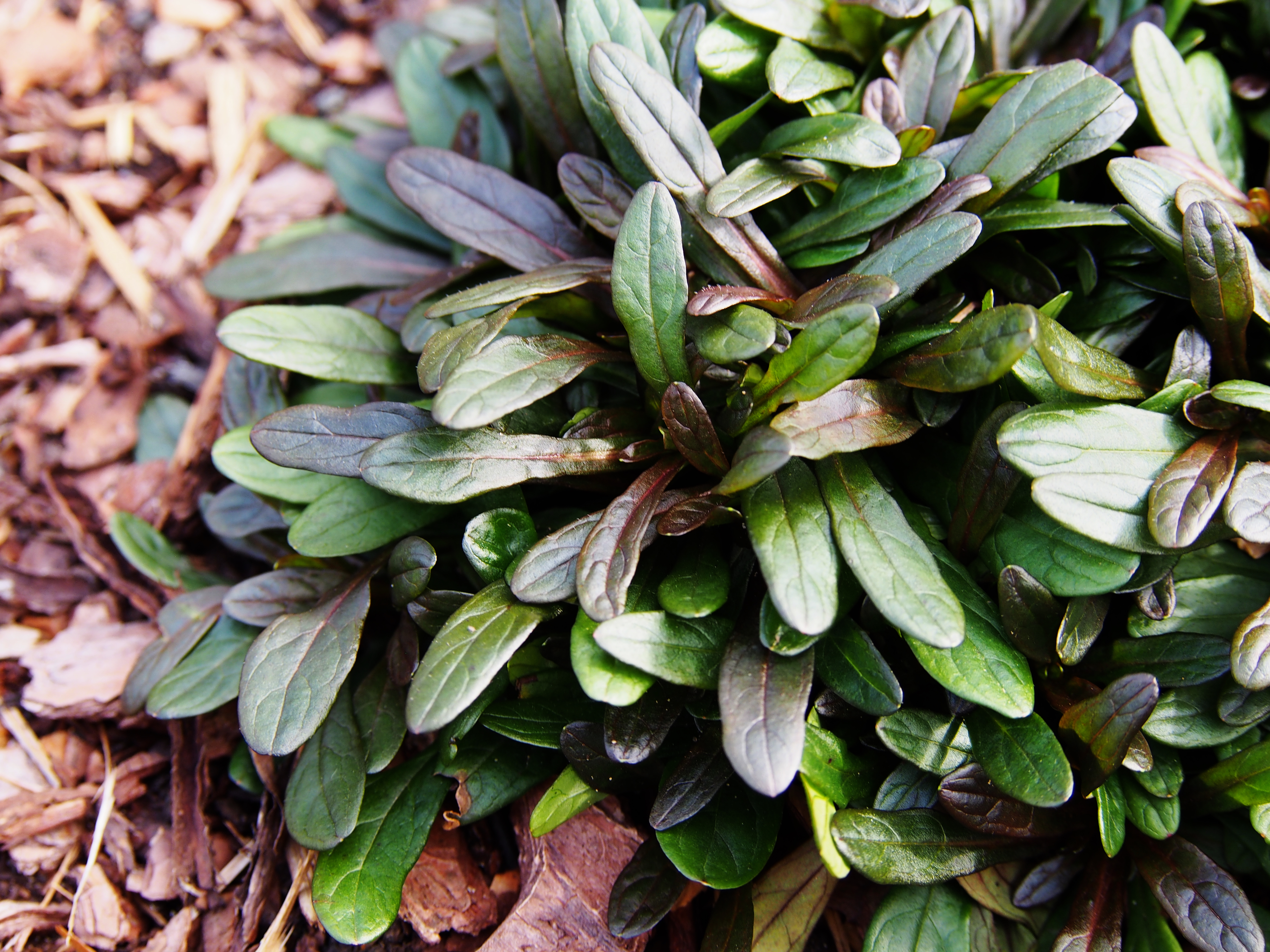 Ajuga reptans 'Chocolate Chip'