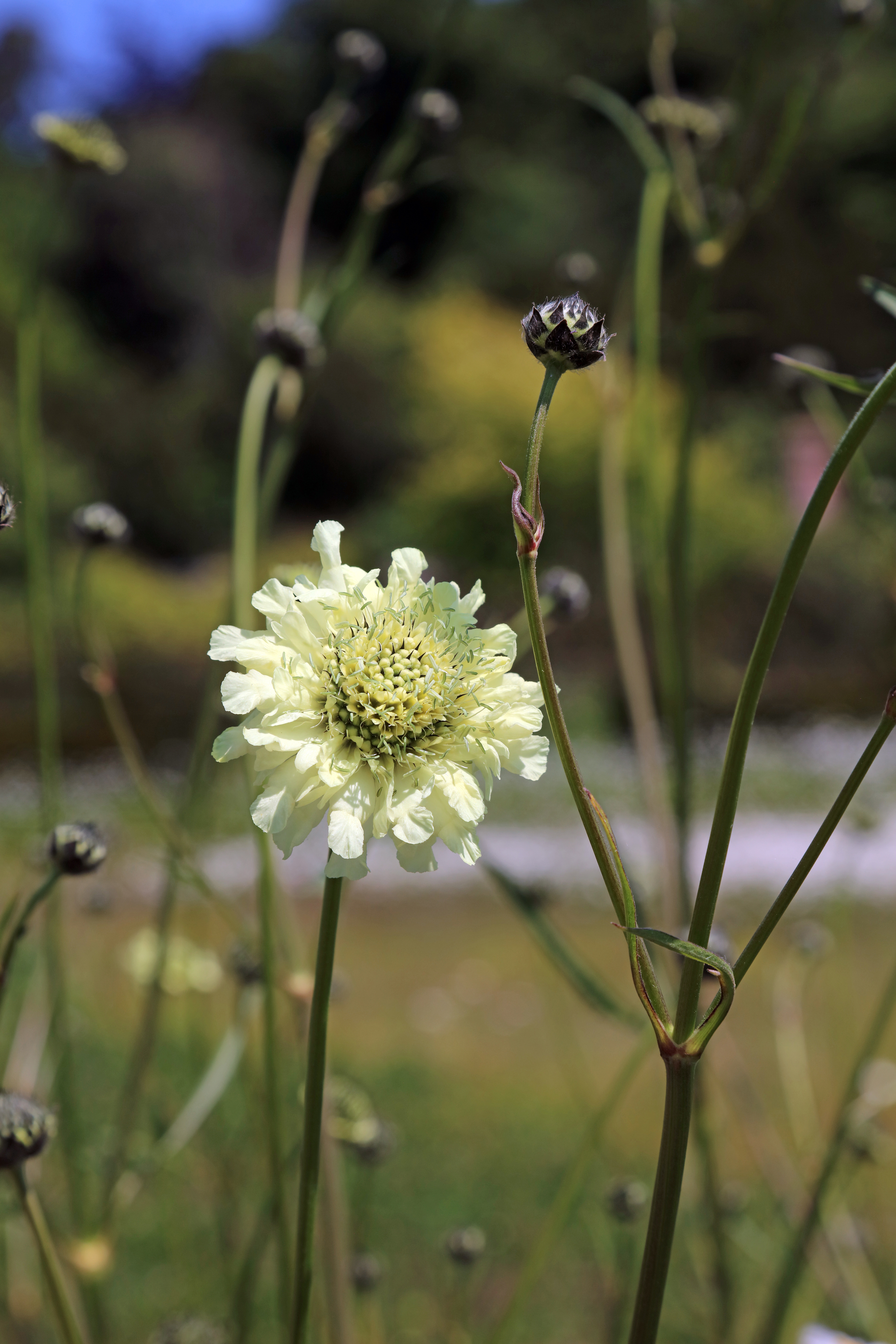 Cephalaria gigantea