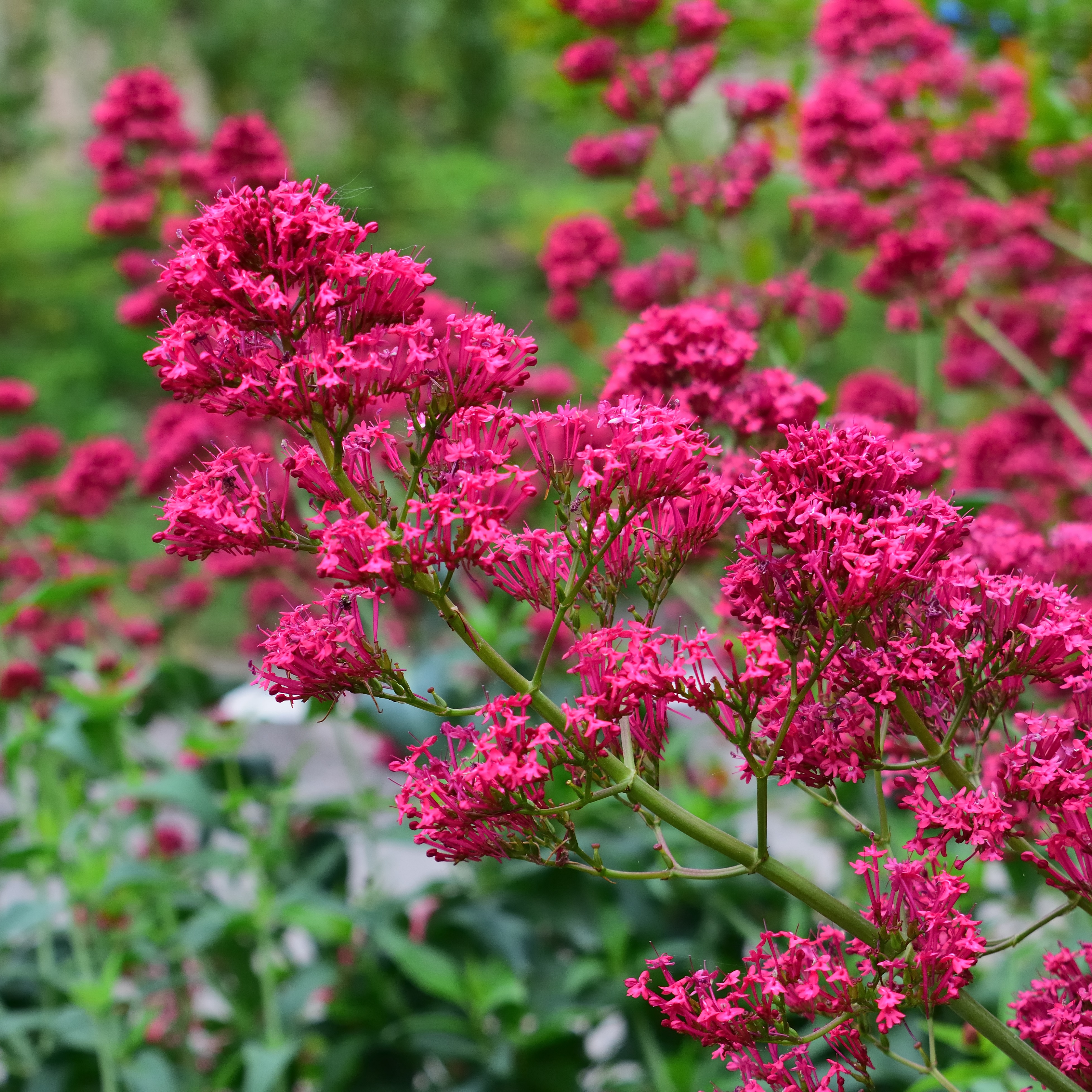 Pipört 'Coccineus'