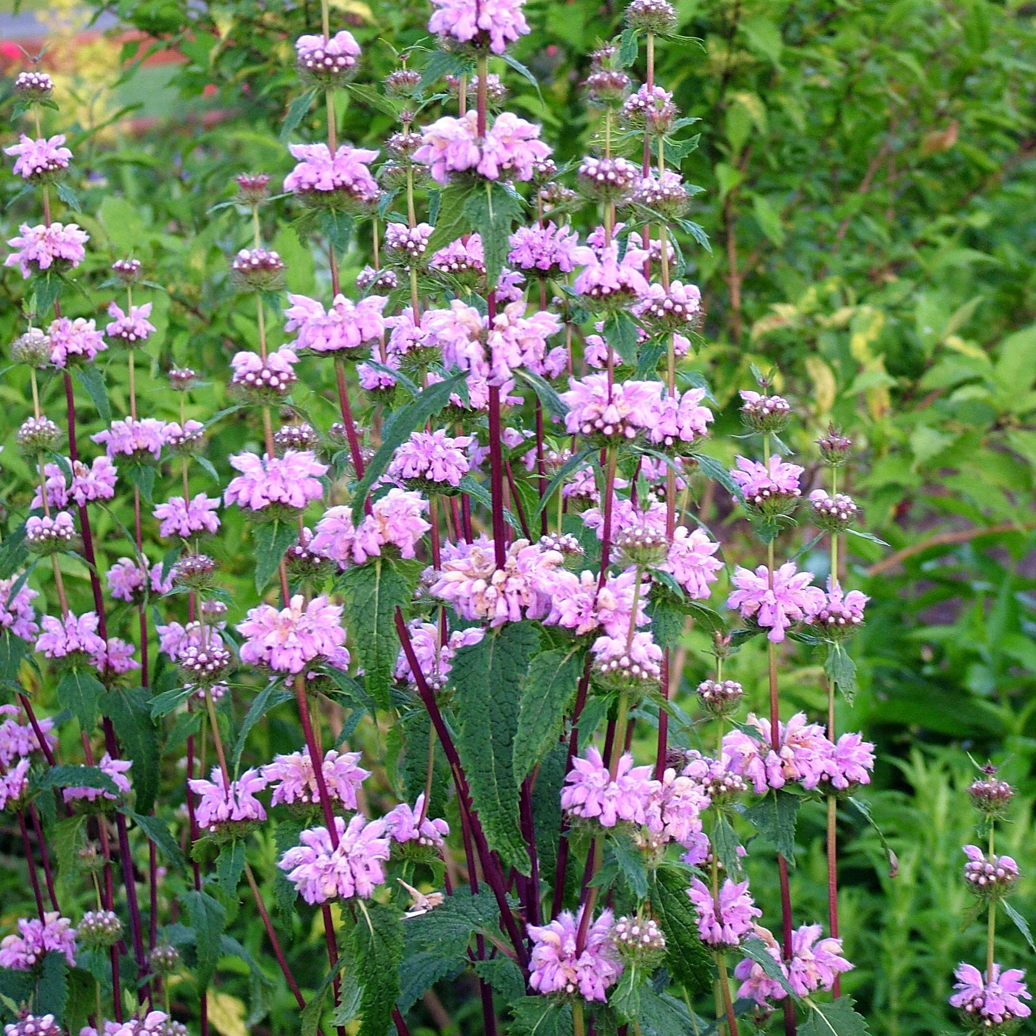 Röd Lejonsvans 'Amazone' 