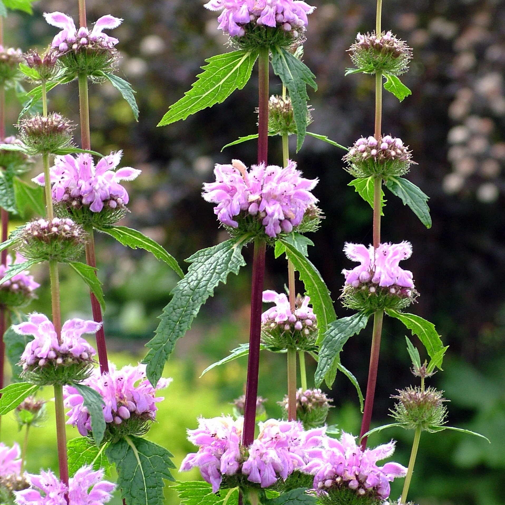 Röd Lejonsvans 'Amazone' 