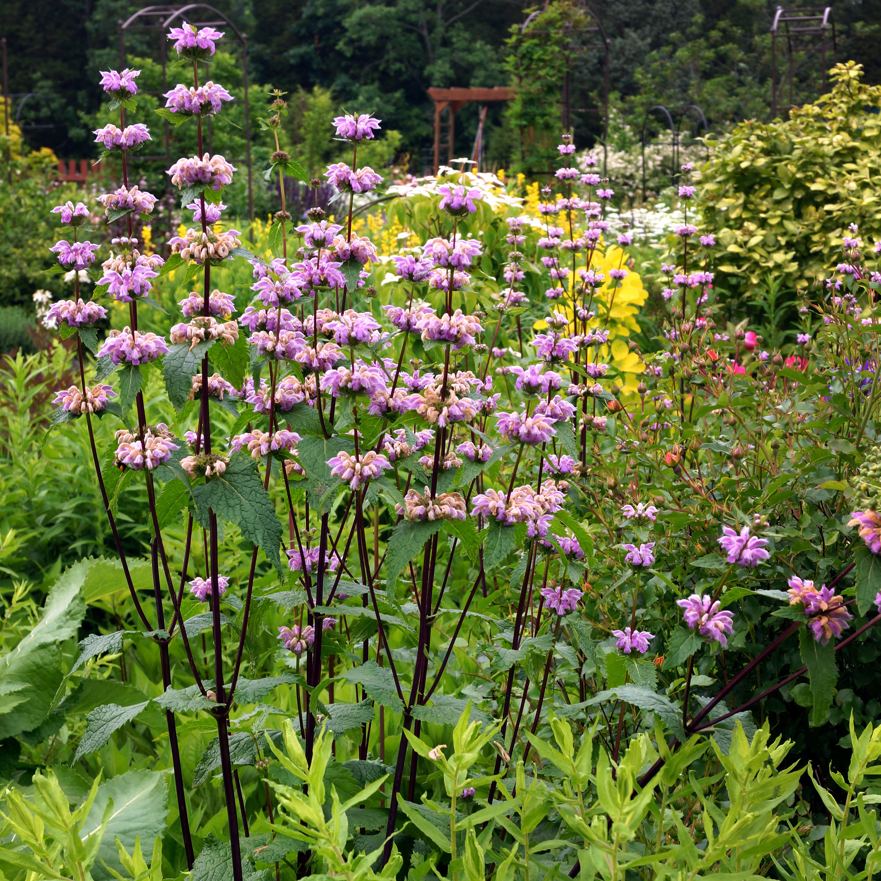 Röd Lejonsvans 'Amazone' 