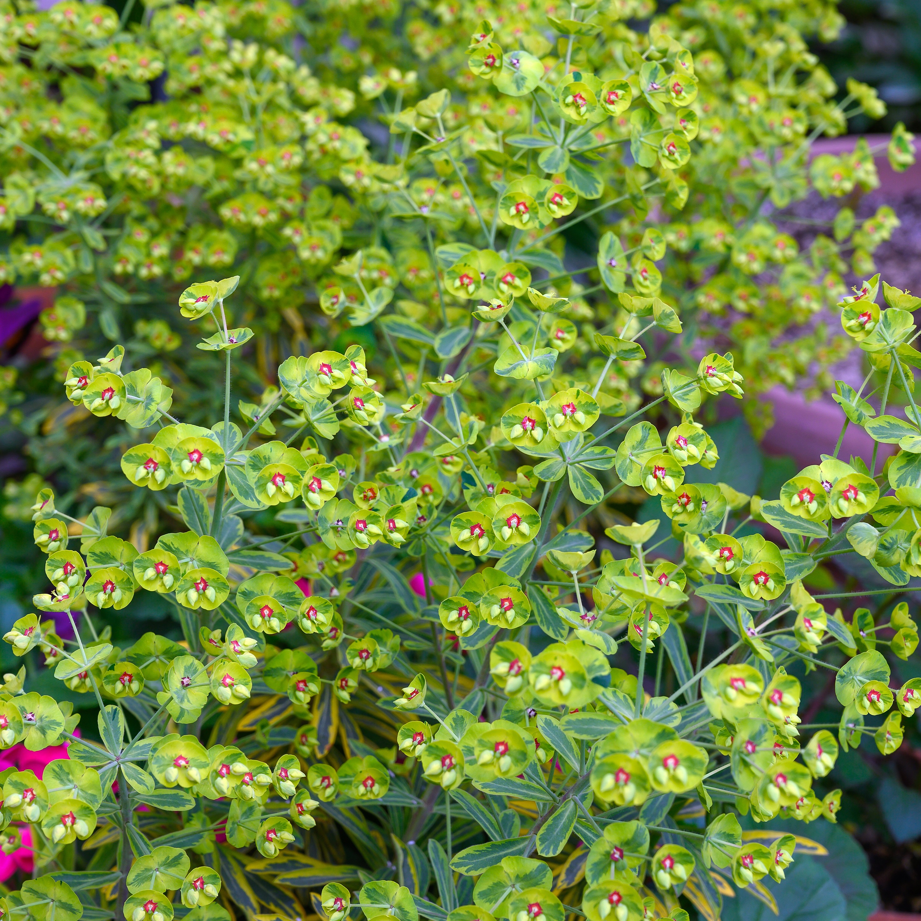 Törel 'Ascot Rainbow'