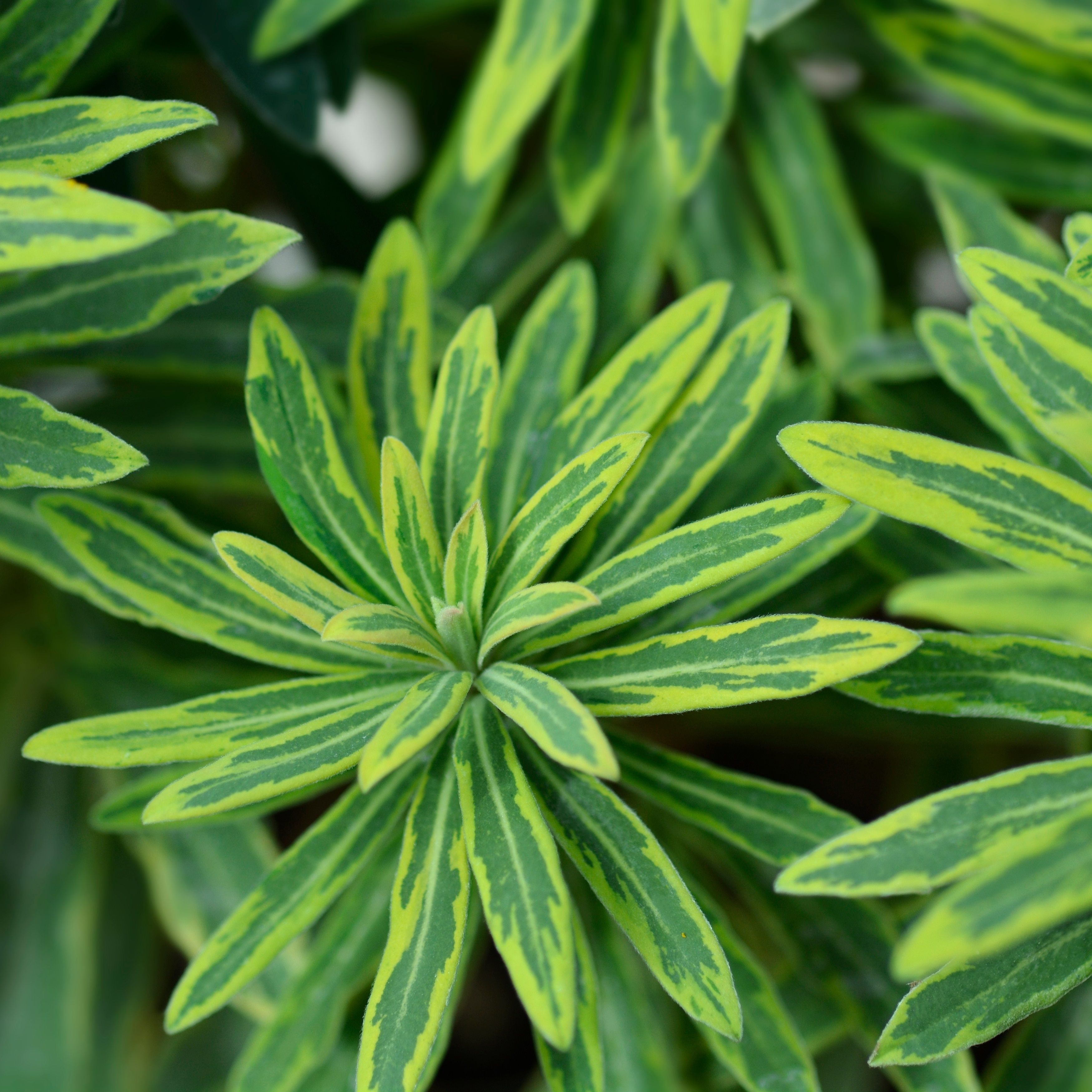 Törel 'Ascot Rainbow'