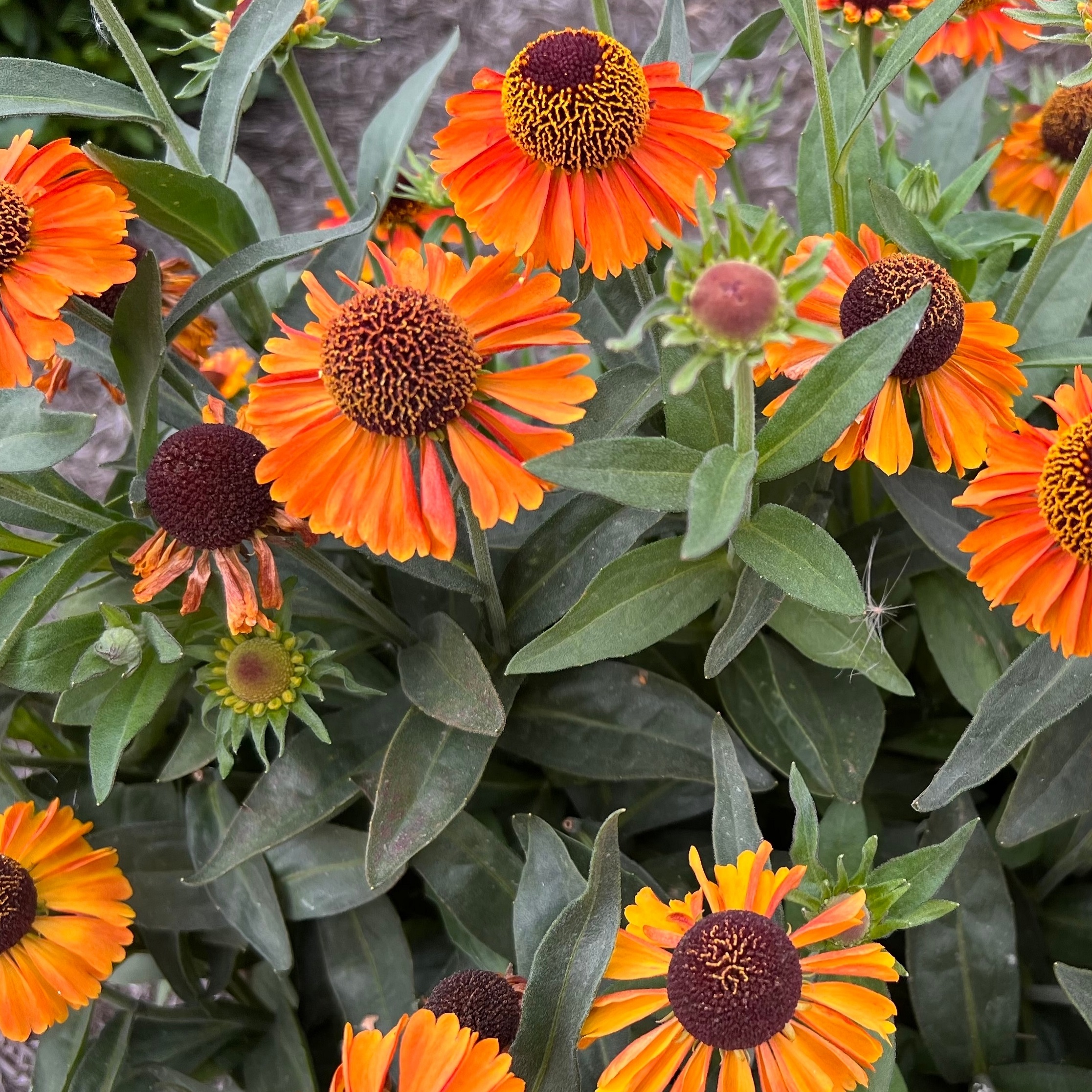 Helenium 'Short and Sassy' Perenn växt