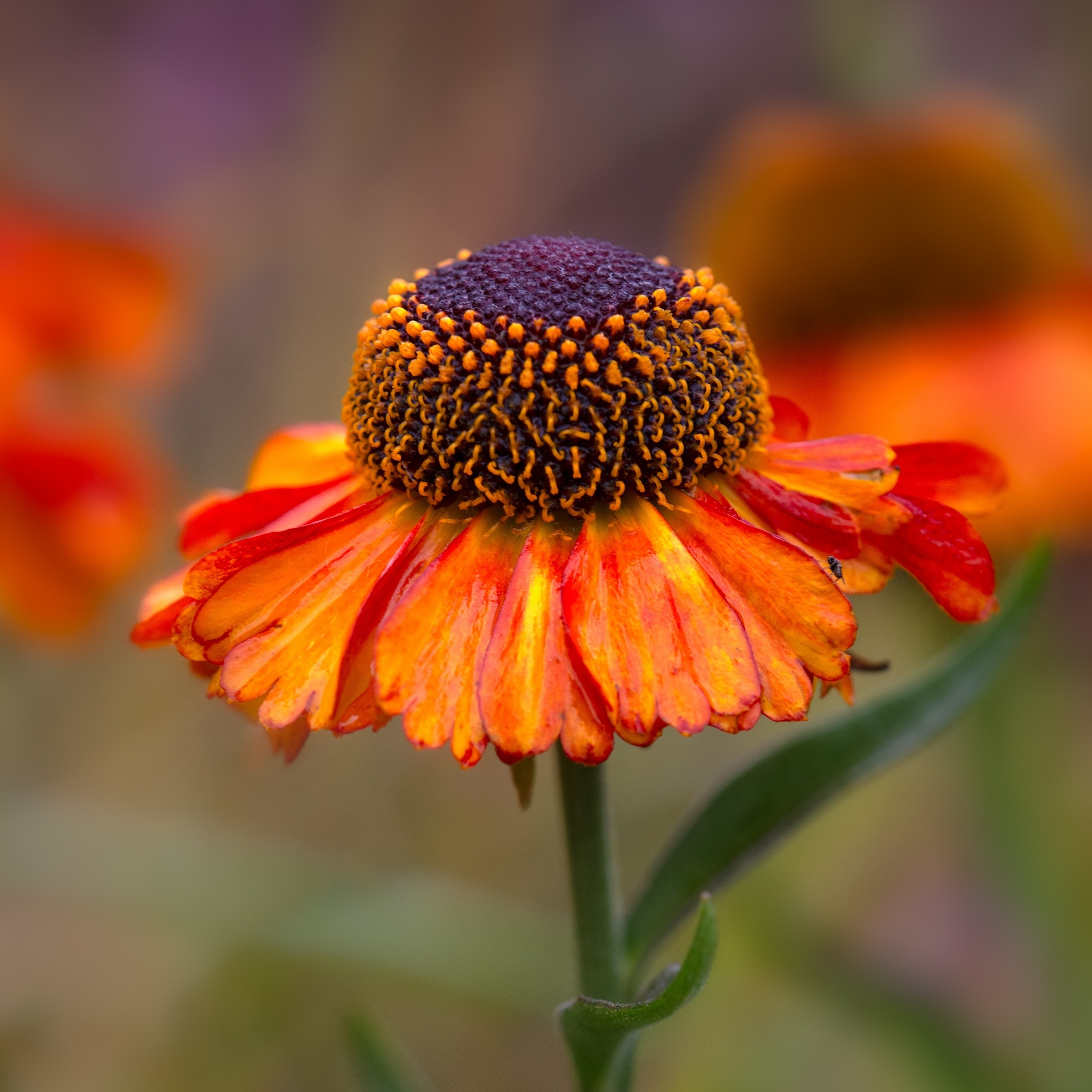 Helenium 'Short and Sassy' Perenn växt